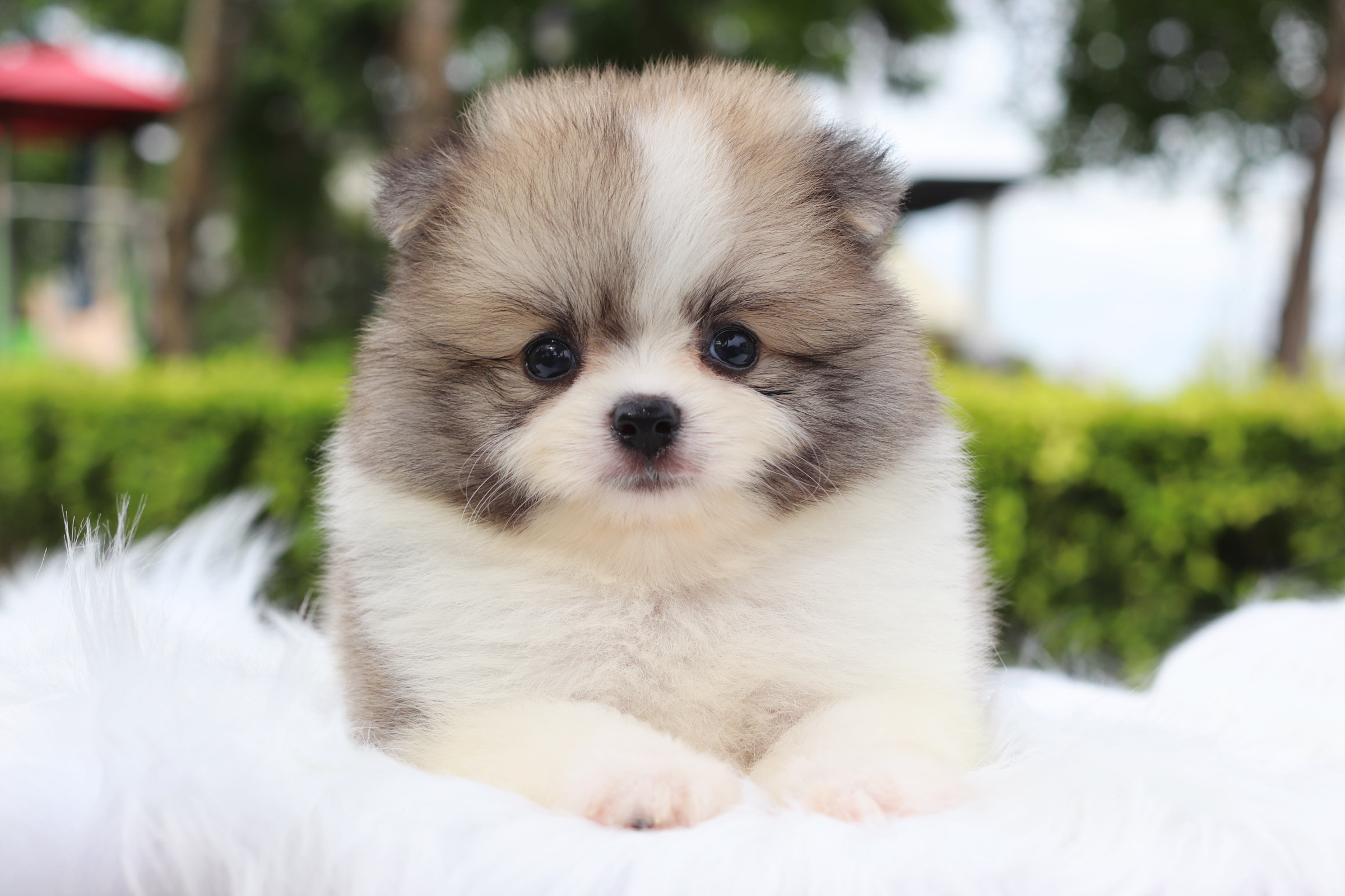 ปอมเมอเรเนียน เพศผู้สีแฟนซี