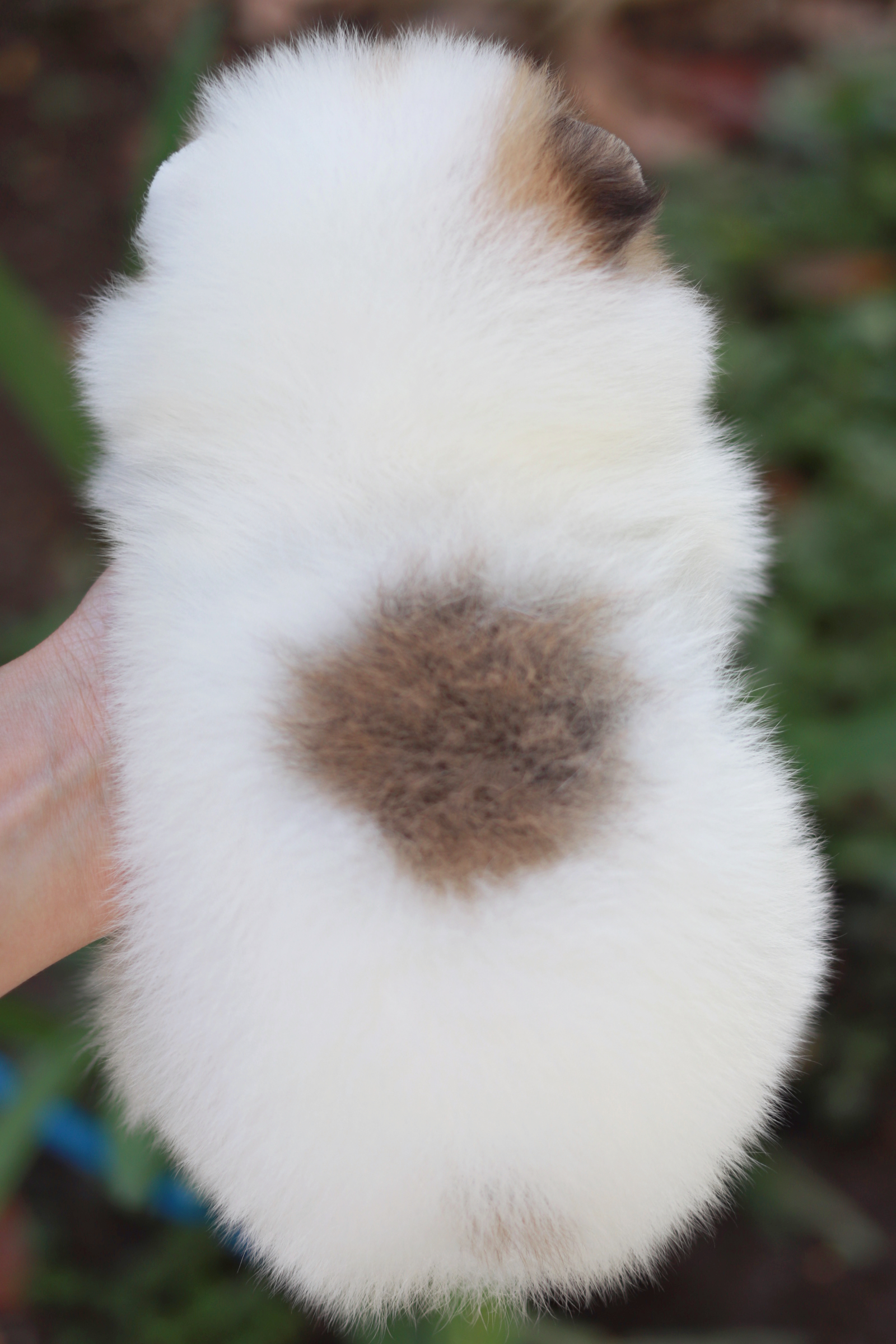 ปอมเมอเรเนียน เพศผู้ สีแฟนซีขนแน่นๆ