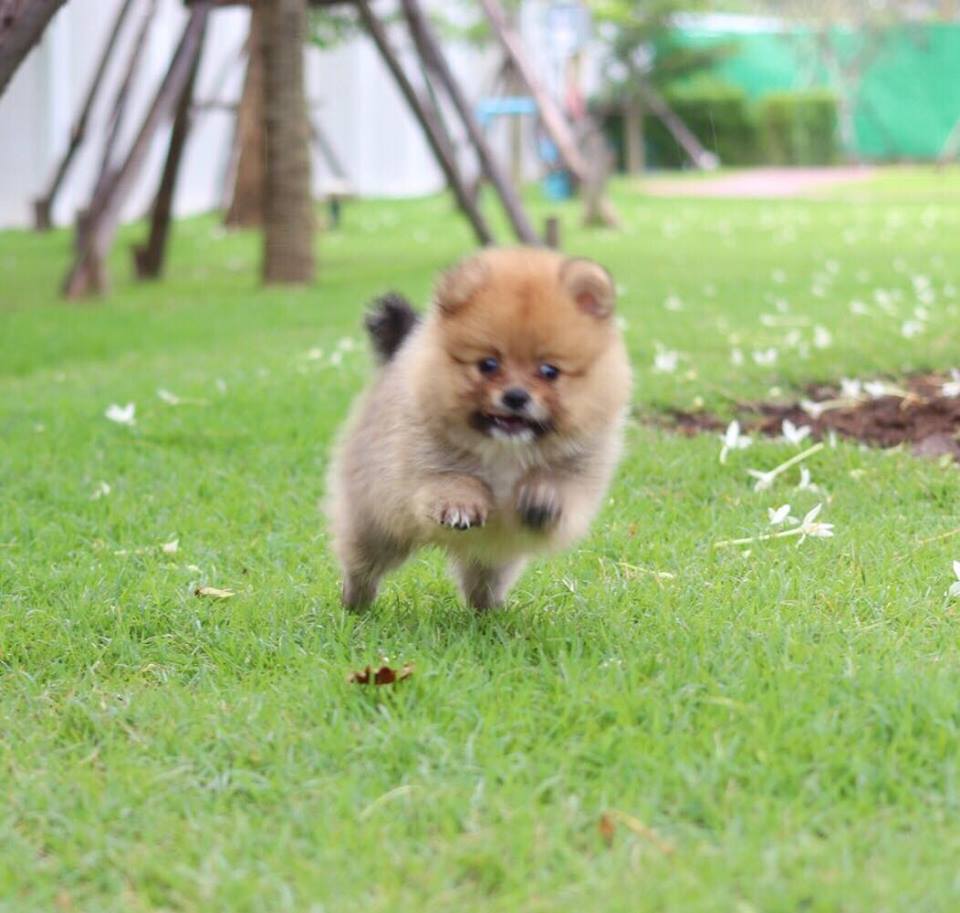 ปอมเมอเรเนียน เพศผู้