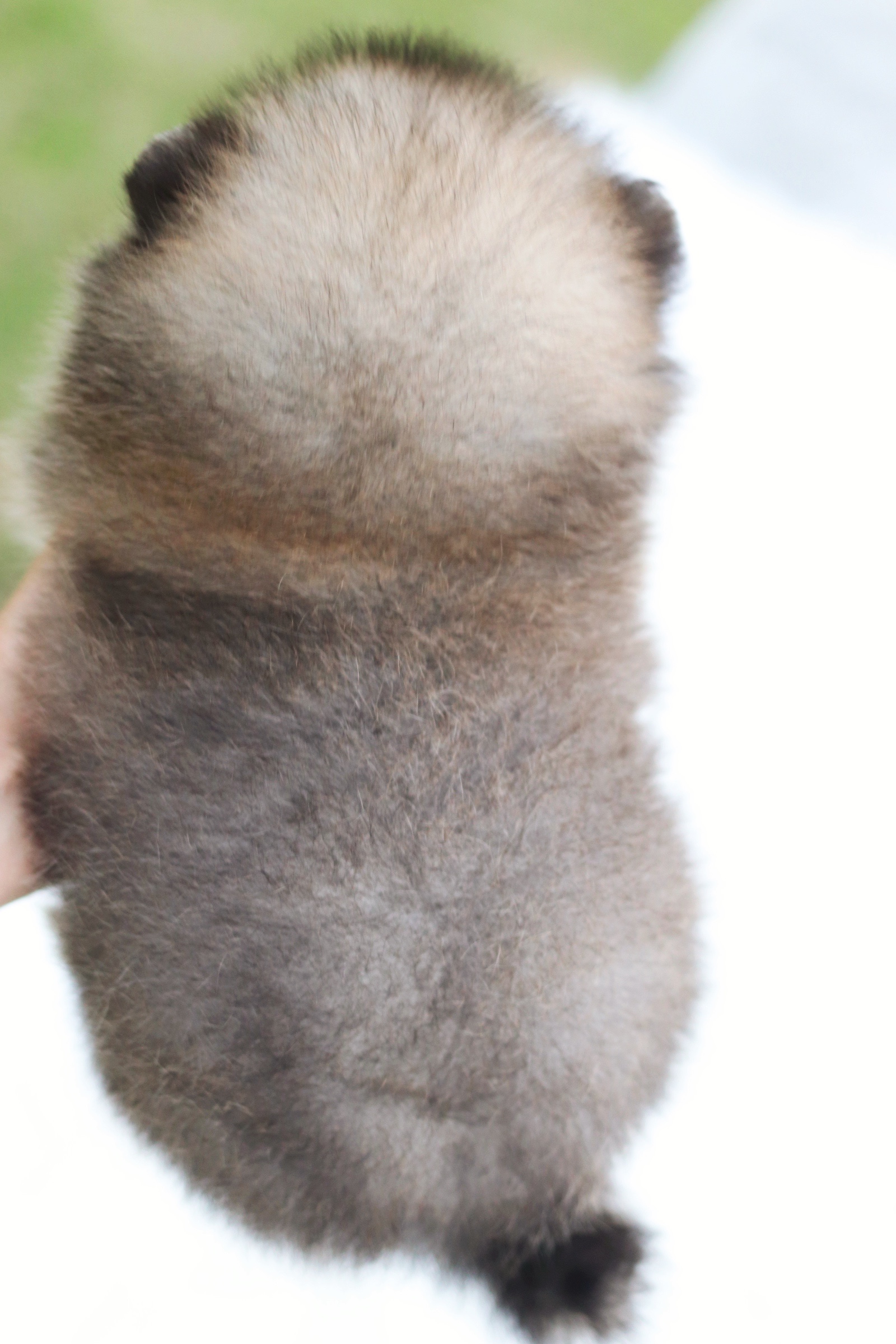 ปอมเมอเรเนียน เพศผู้ สีส้มเซเบิ้ล