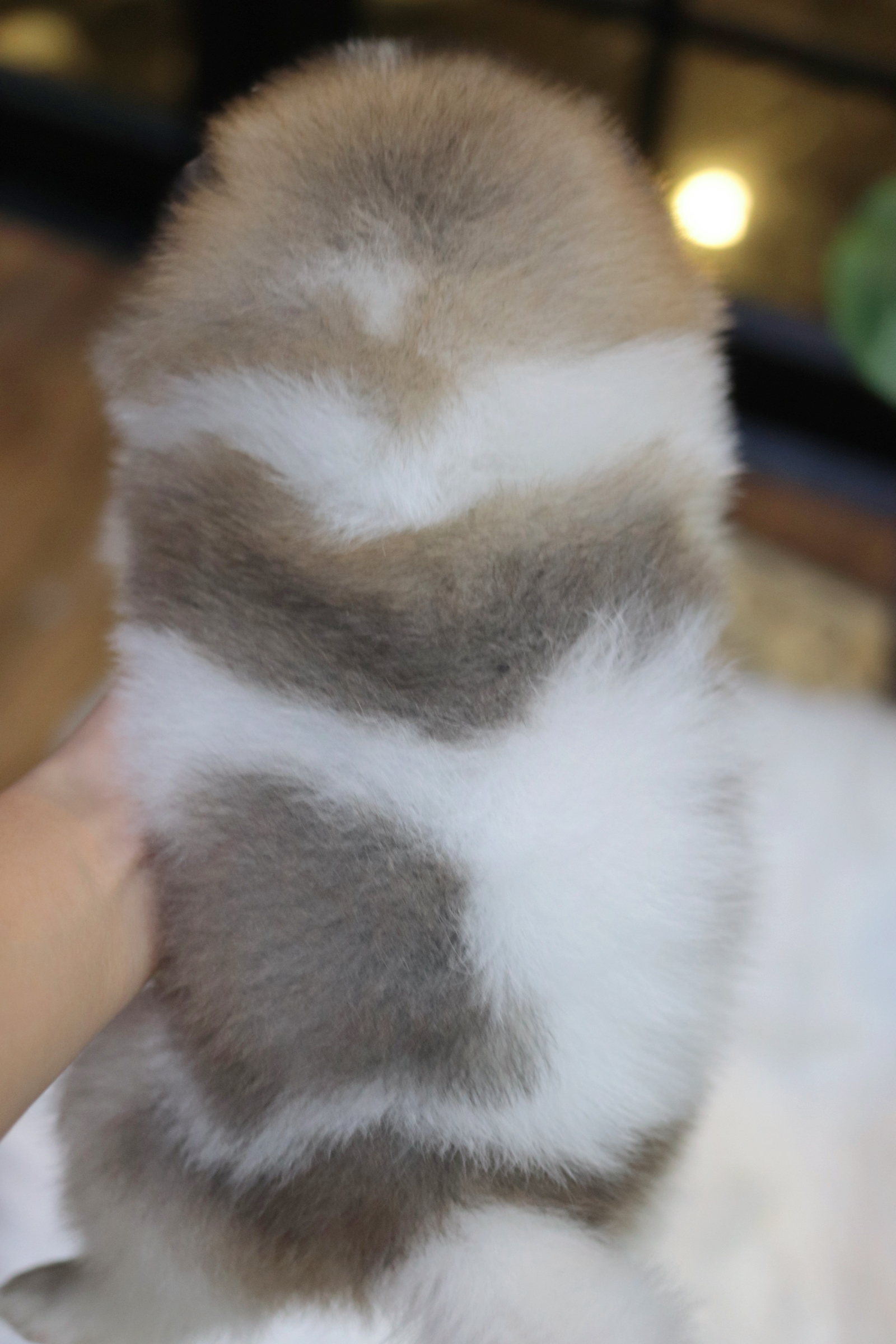 ปอมเมอเรเนียน เพศผู้ สีแฟนซี