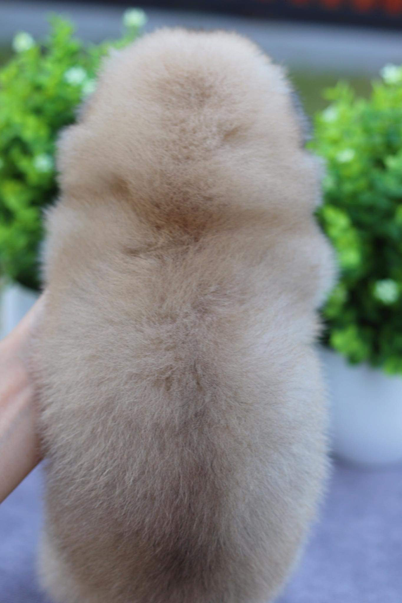 ปอมเมอเรเนียน เพศผู้หน้าฟ็อก