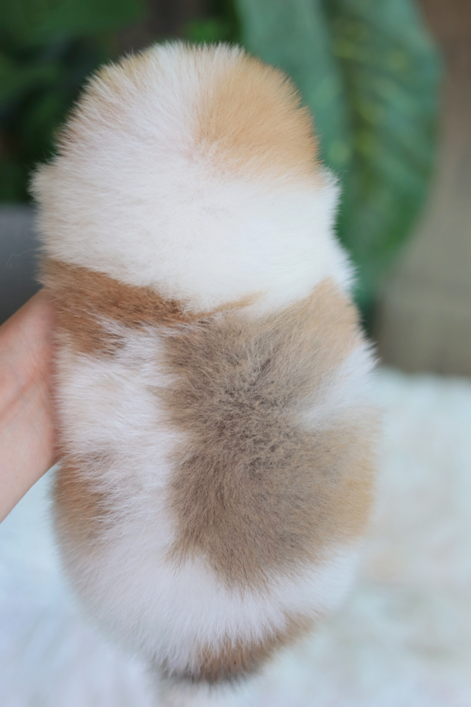 ปอมเมอเรเนียน เพศผู้ สีแฟนซี