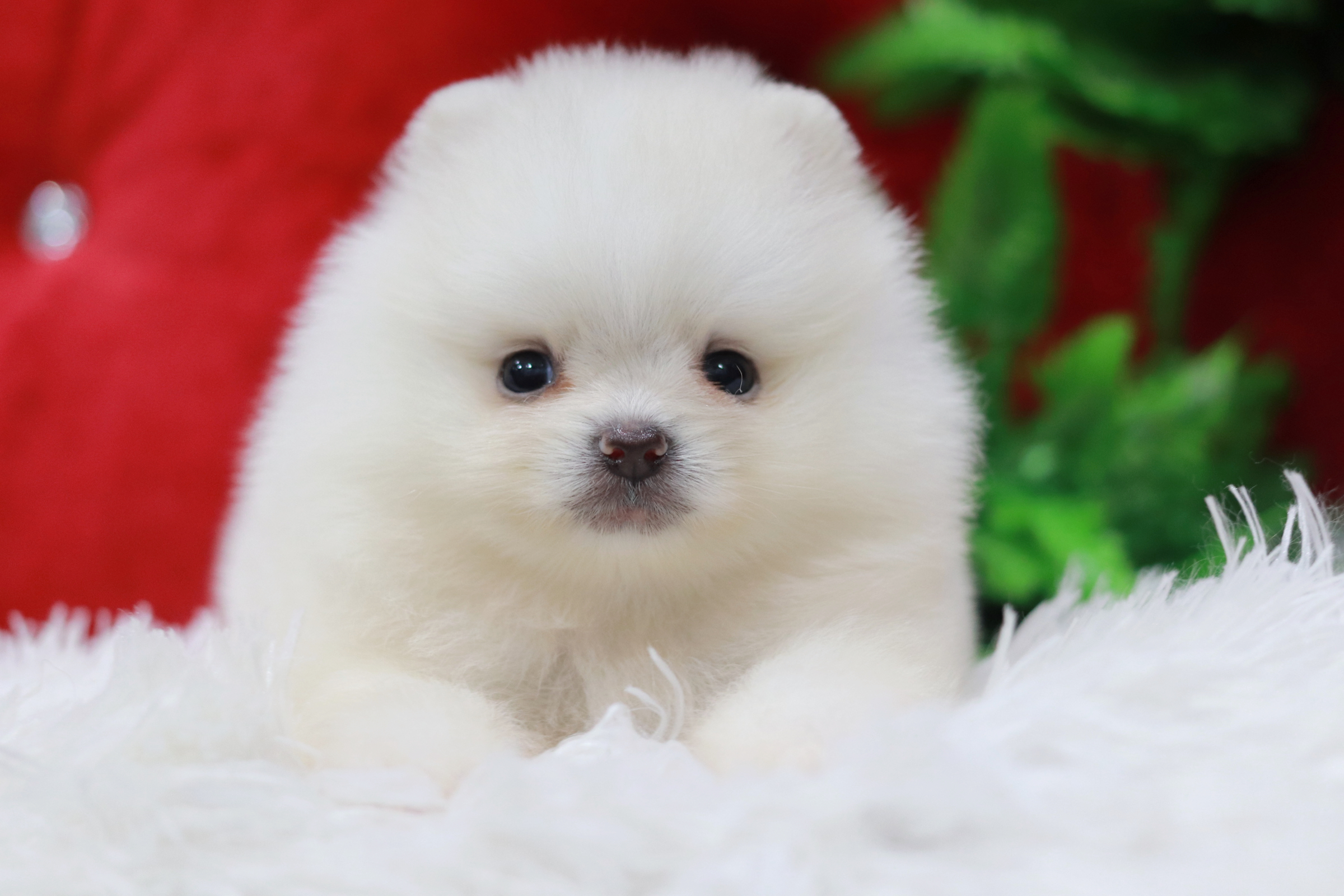 ปอมเมอเรเนียน เพศผู้ ขาวครีมขนแน่นๆ หน้าตุ๊กตา