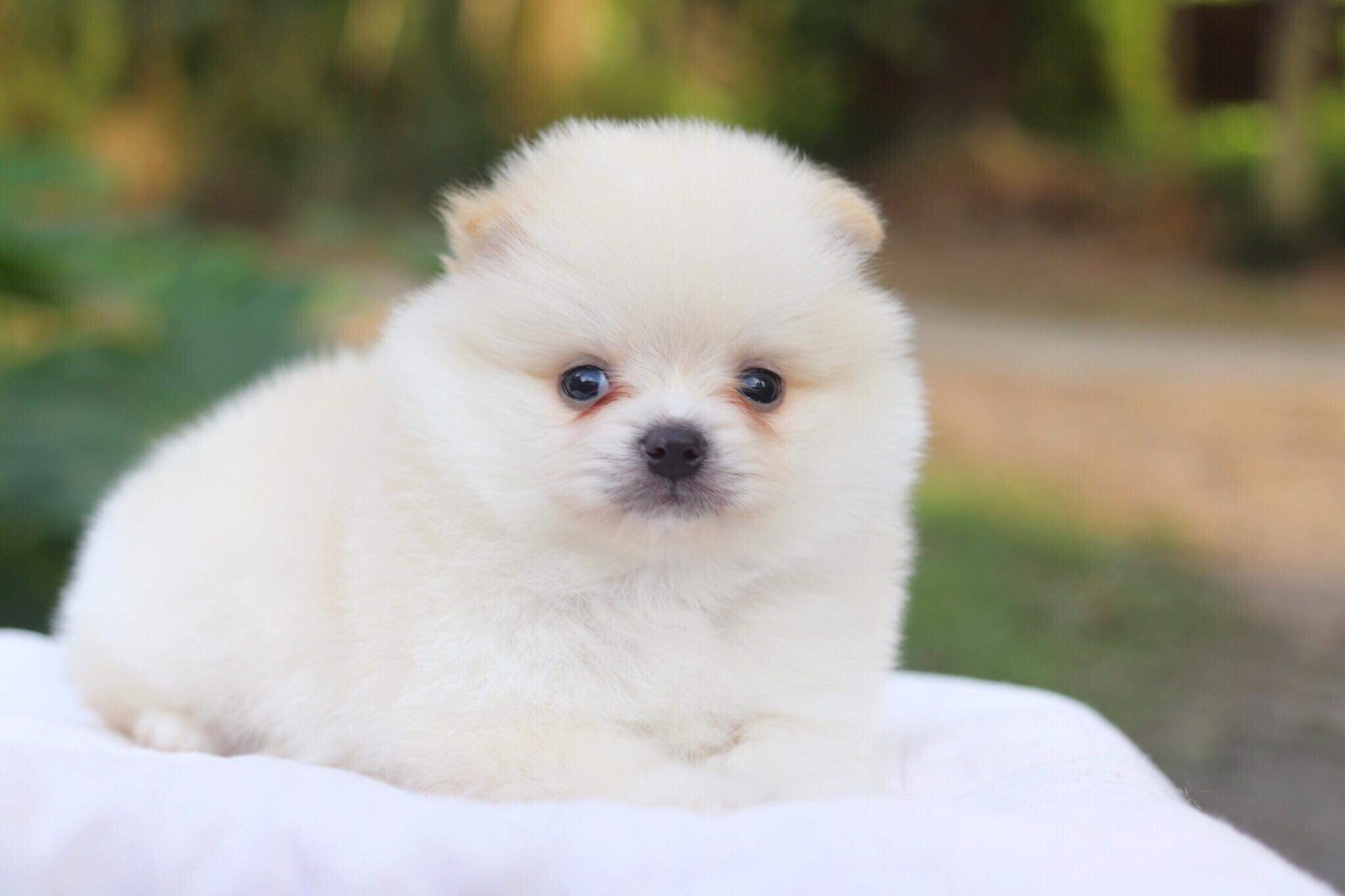 ปอมเมอเรเนียน เพศผู้