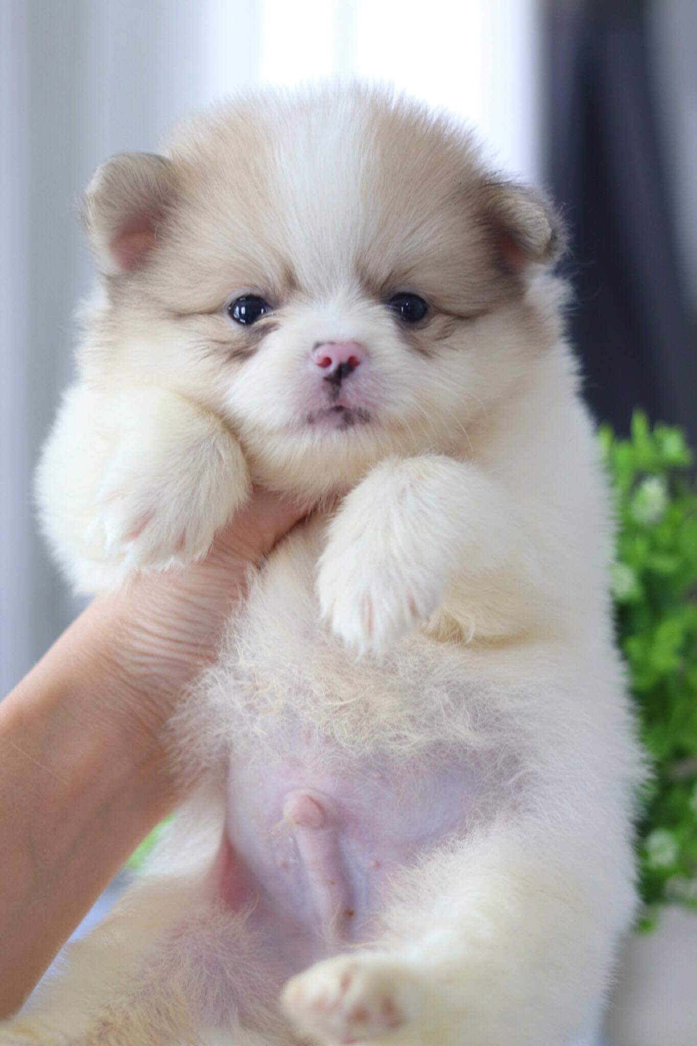 ปอมเมอเรเนียน เพศผู้