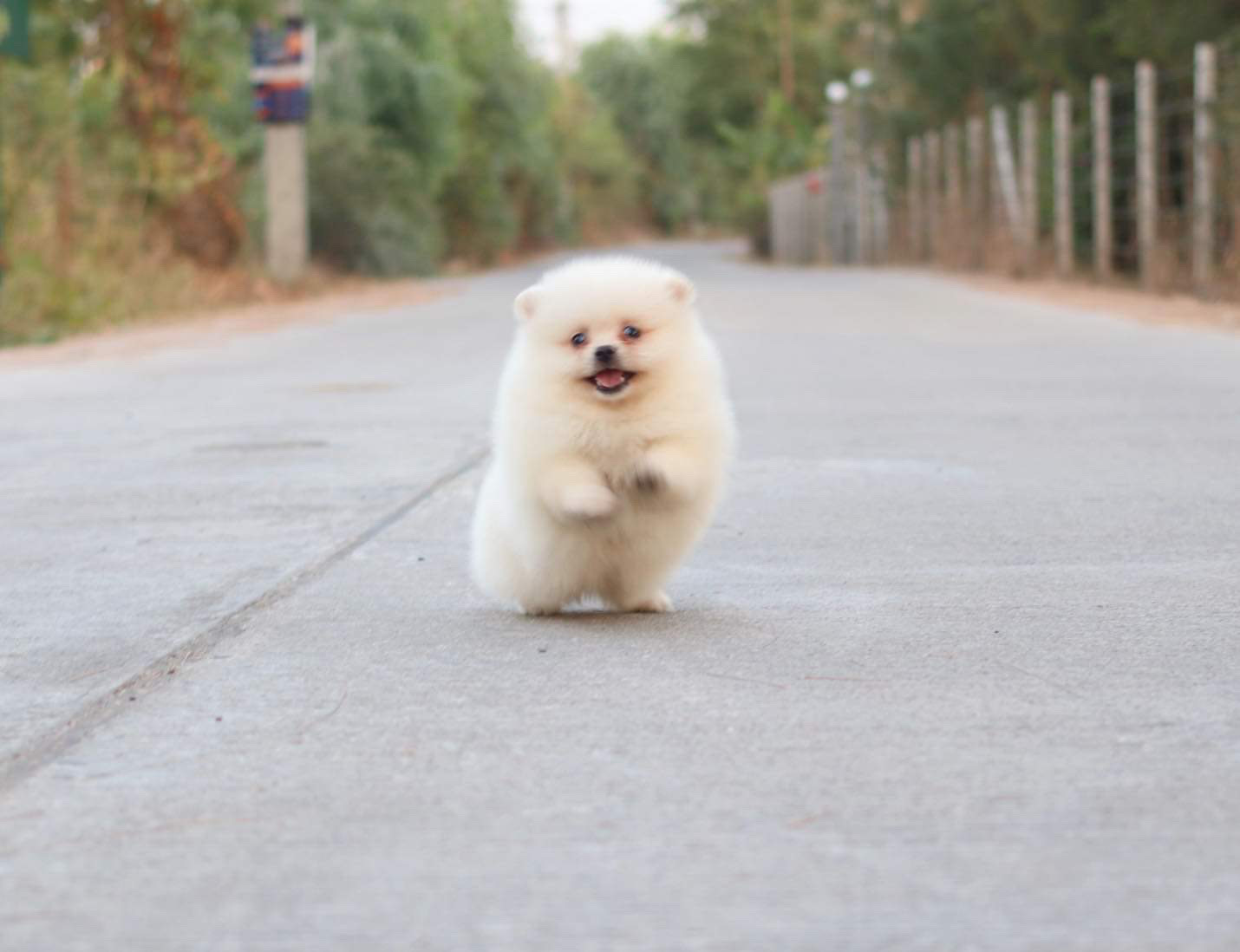 ปอมเมอเรเนียน เพศผู้