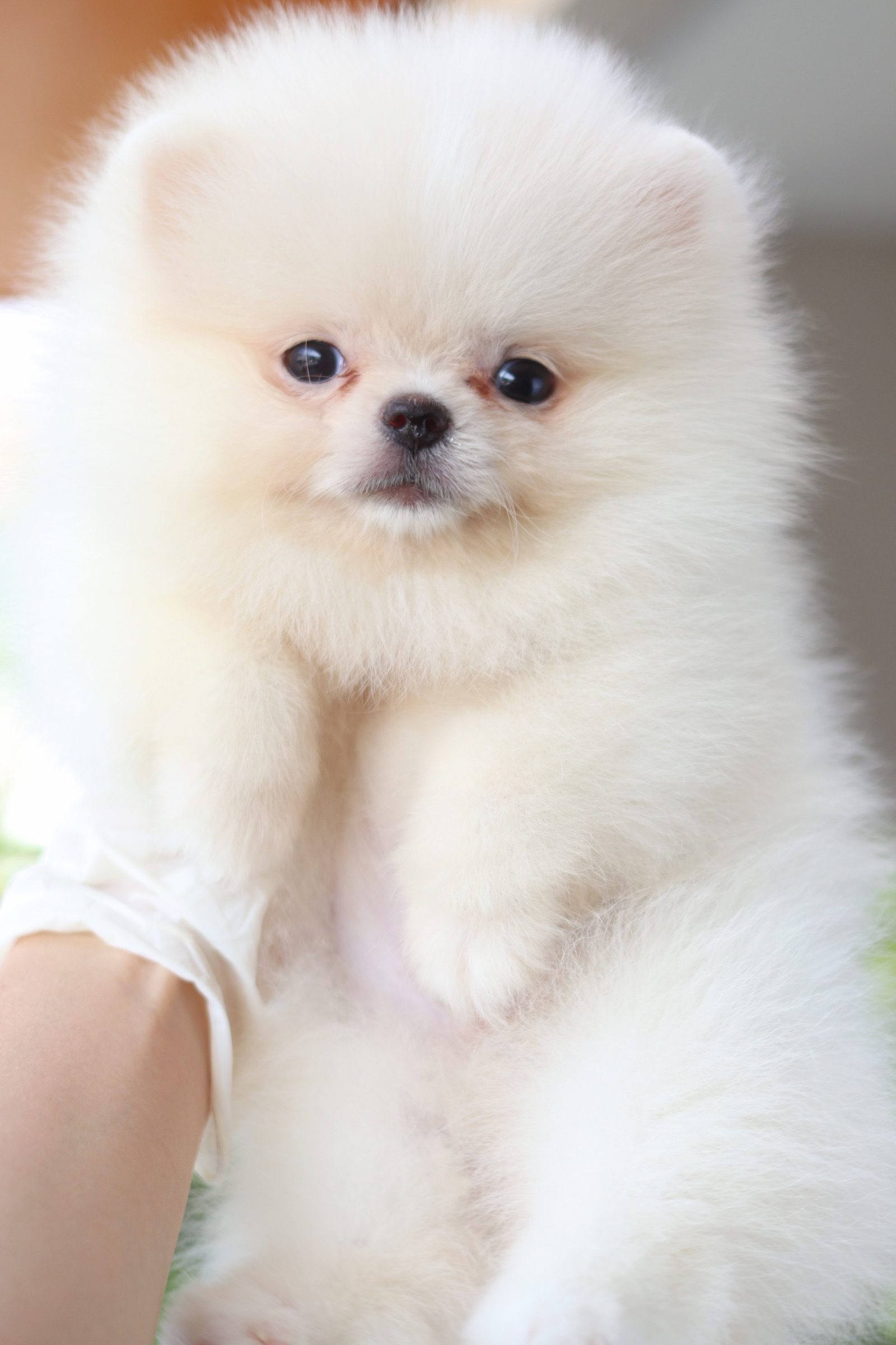 ปอมเมอเรเนียน เพศผู้สีขาวครีม