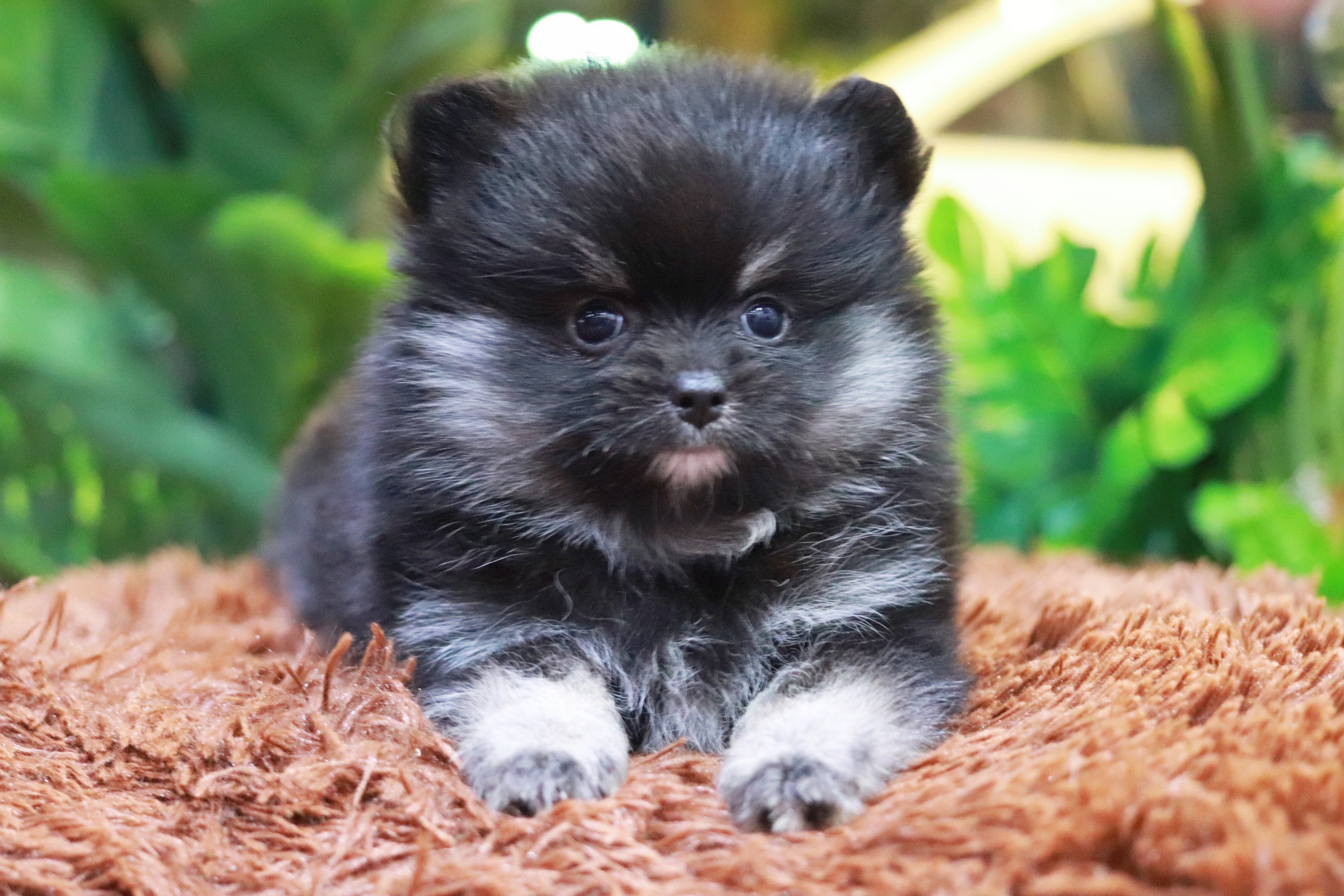 ปอมเมอเรเนียน เพศผู้ แบล็คแทน