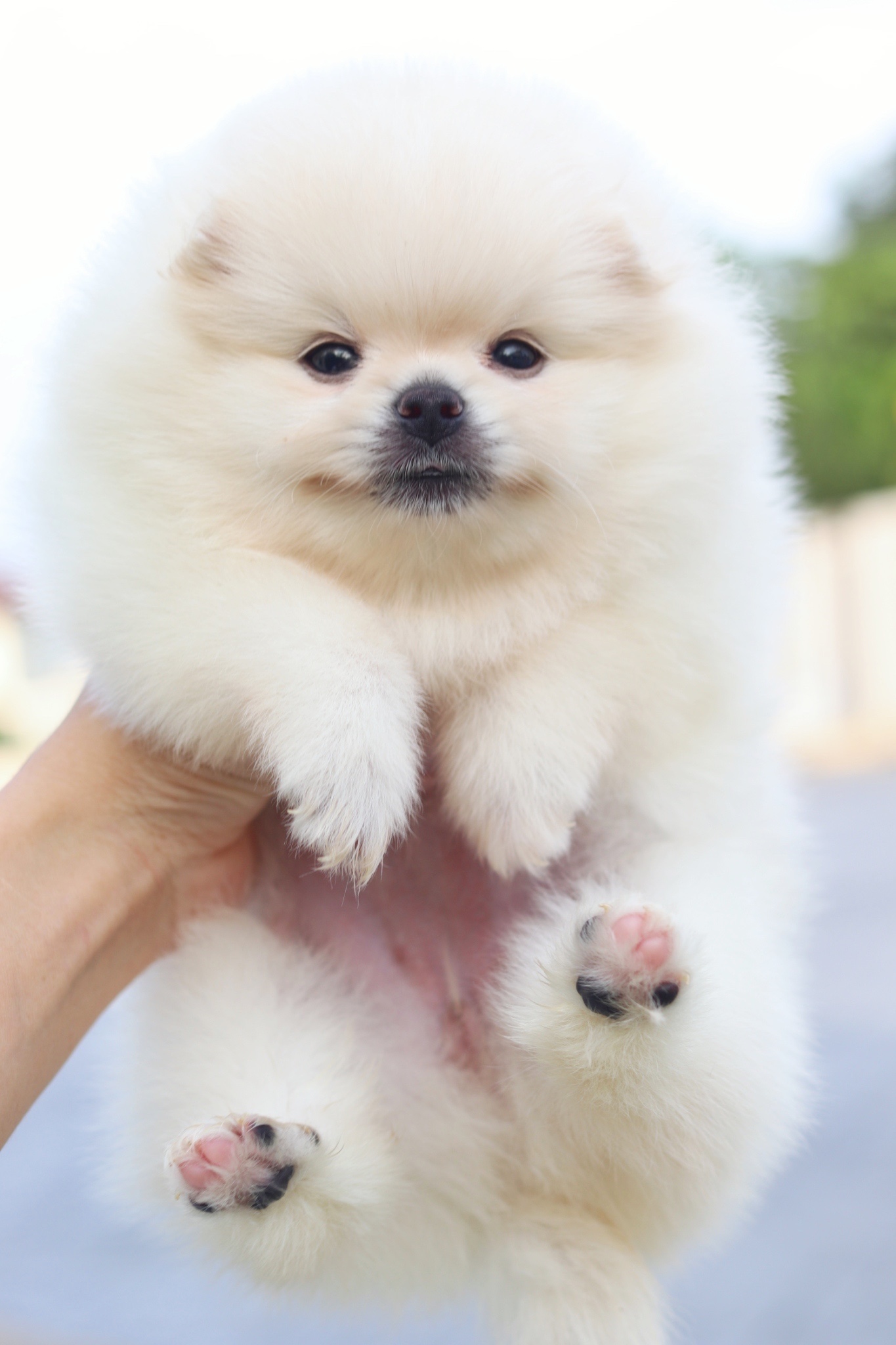 ปอมเมอเรเนียน เพศเมียสีขาวครีม