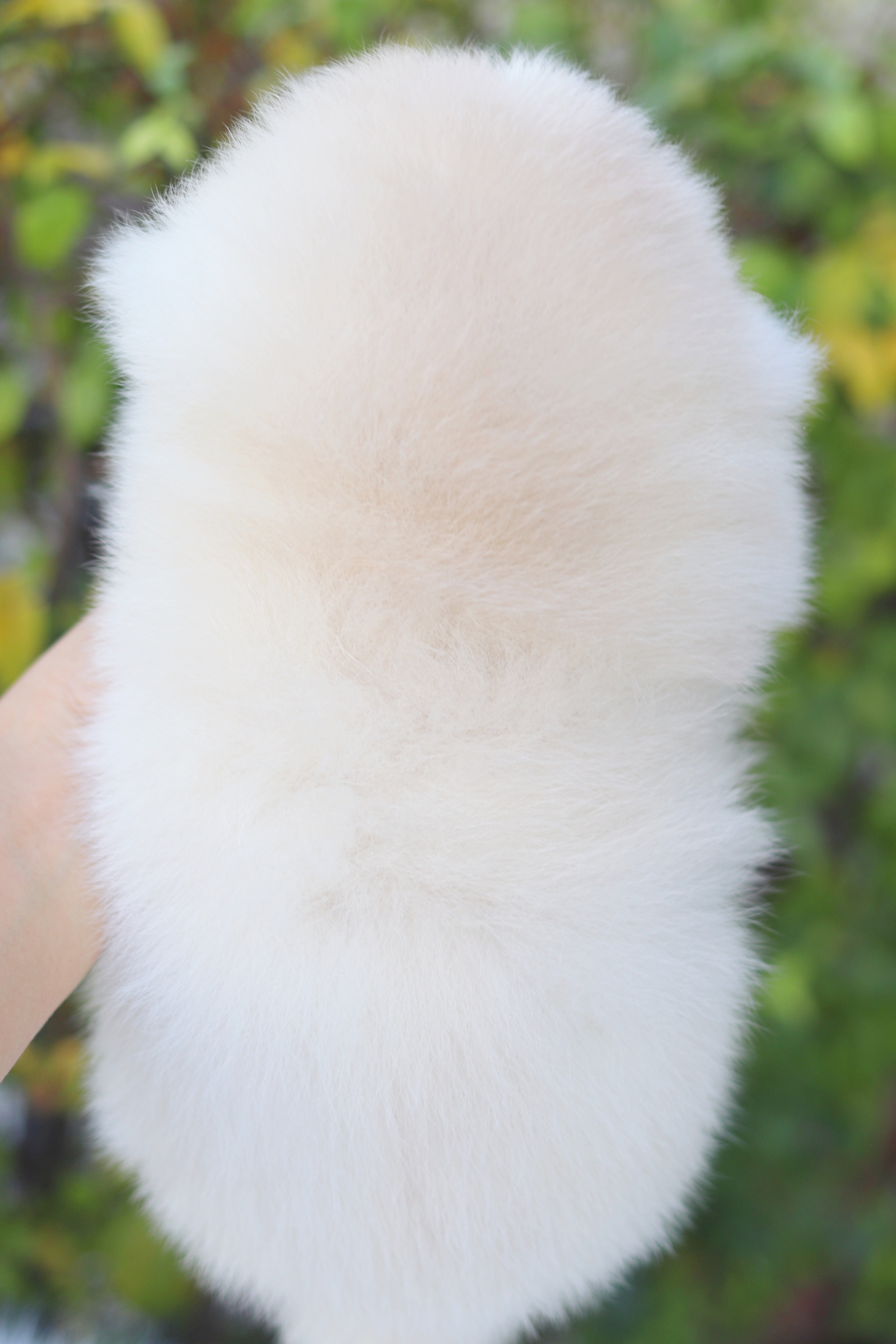 ปอมเมอเรเนียน เพศเมียสีขาวครีม