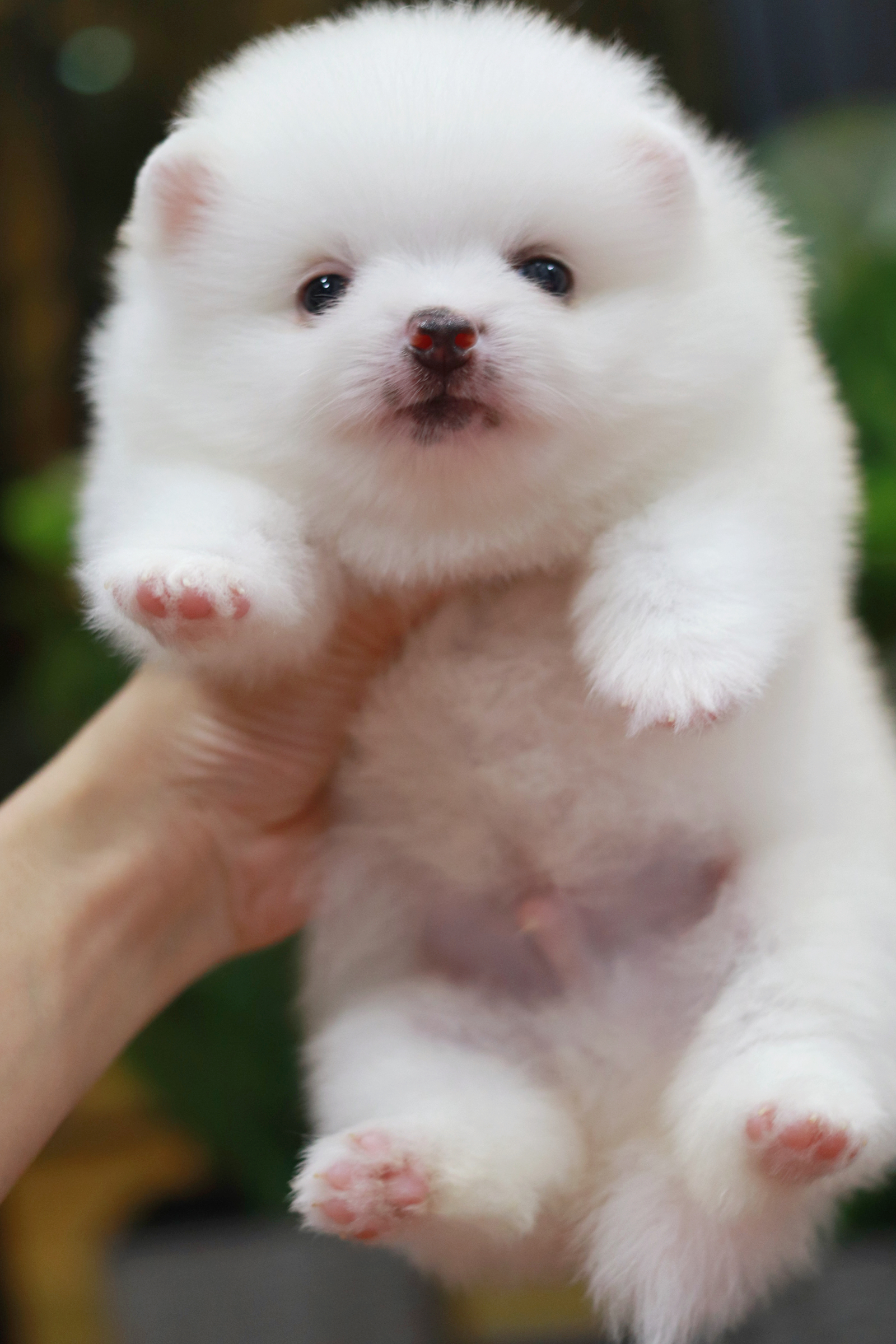 ปอมเมอเรเนียน เพศผู้ขาว