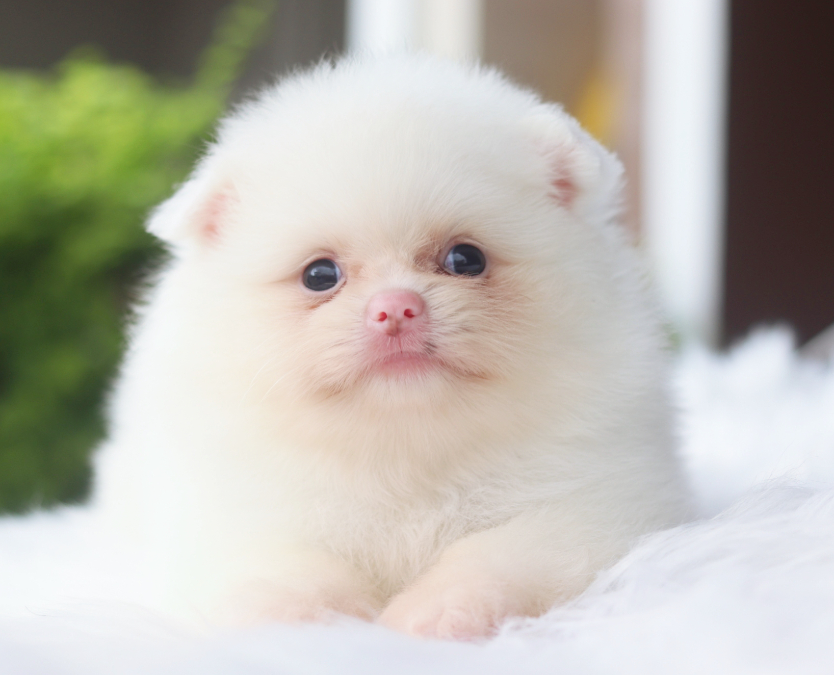 ปอมเมอเรเนียน เพศเมียสีขาวครีม