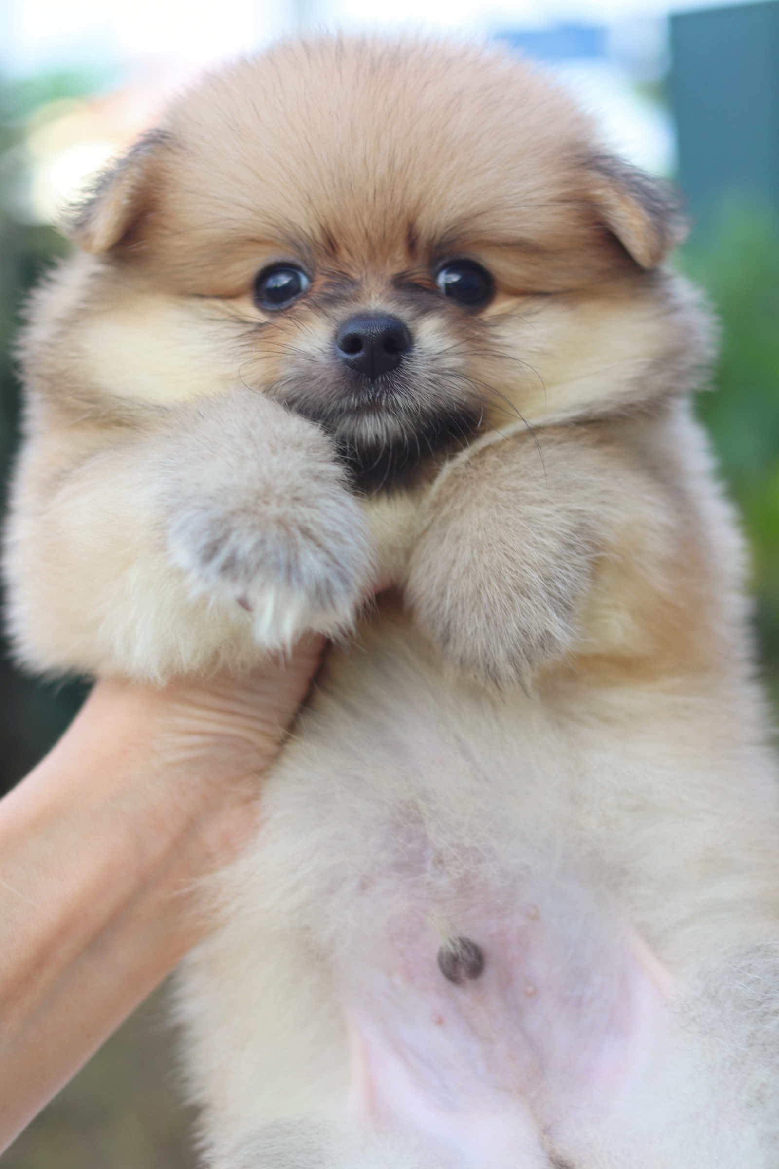 ปอมเมอเรเนียน เพศผู้ สีส้ม