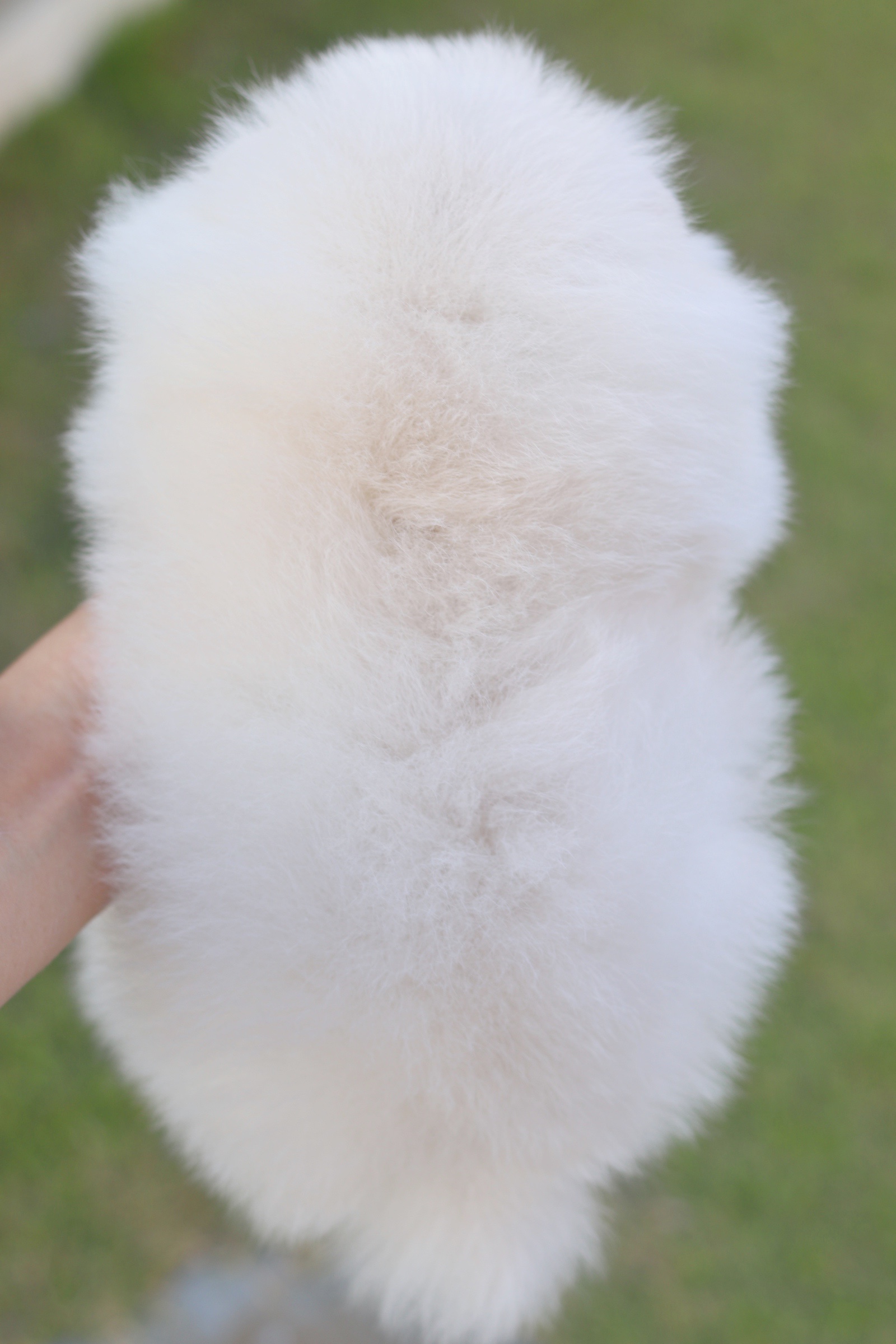 ปอมเมอเรเนียน เพศเมียสีขาวครีมเกรดโชว์