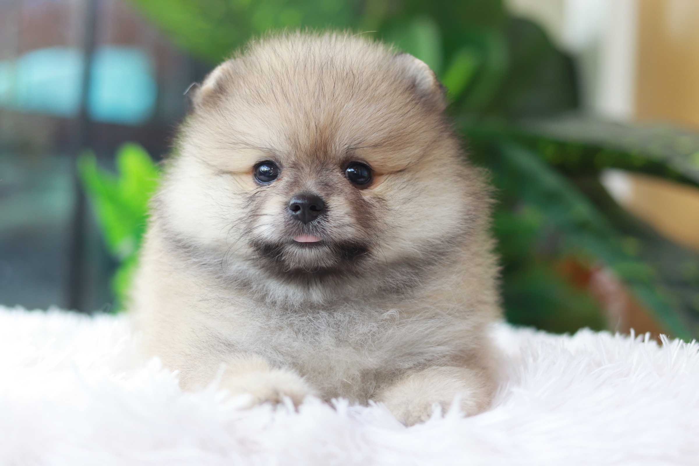 ปอมเมอเรเนียน เพศเมีย สีส้ม