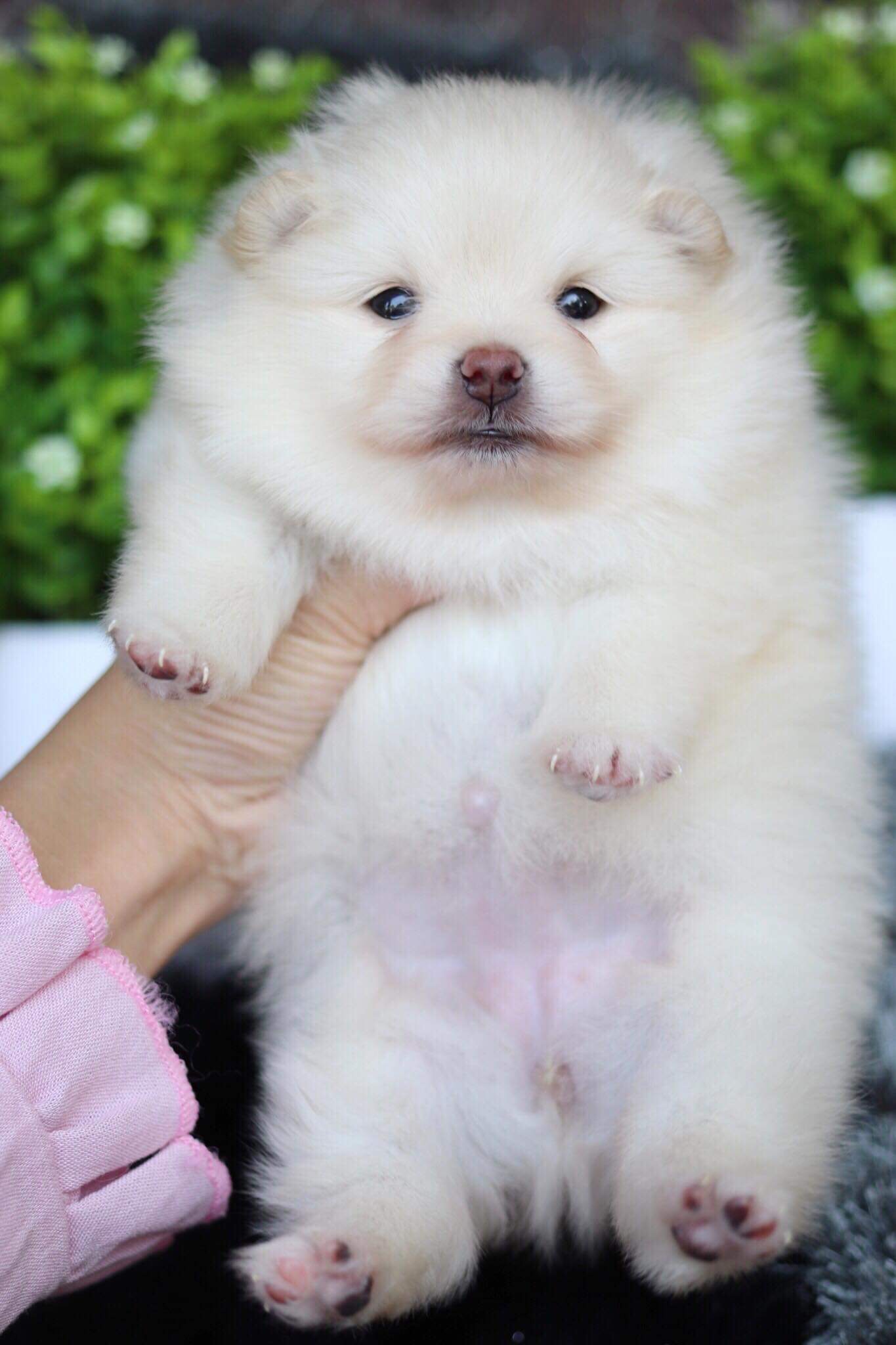 ปอมเมอเรเนียน เพศเมีย