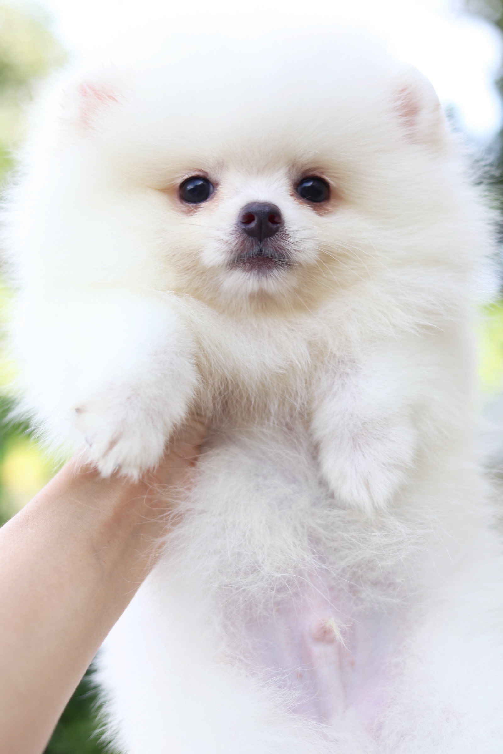 ปอมเมอเรเนียน เพศผู้ สีขาวครีม