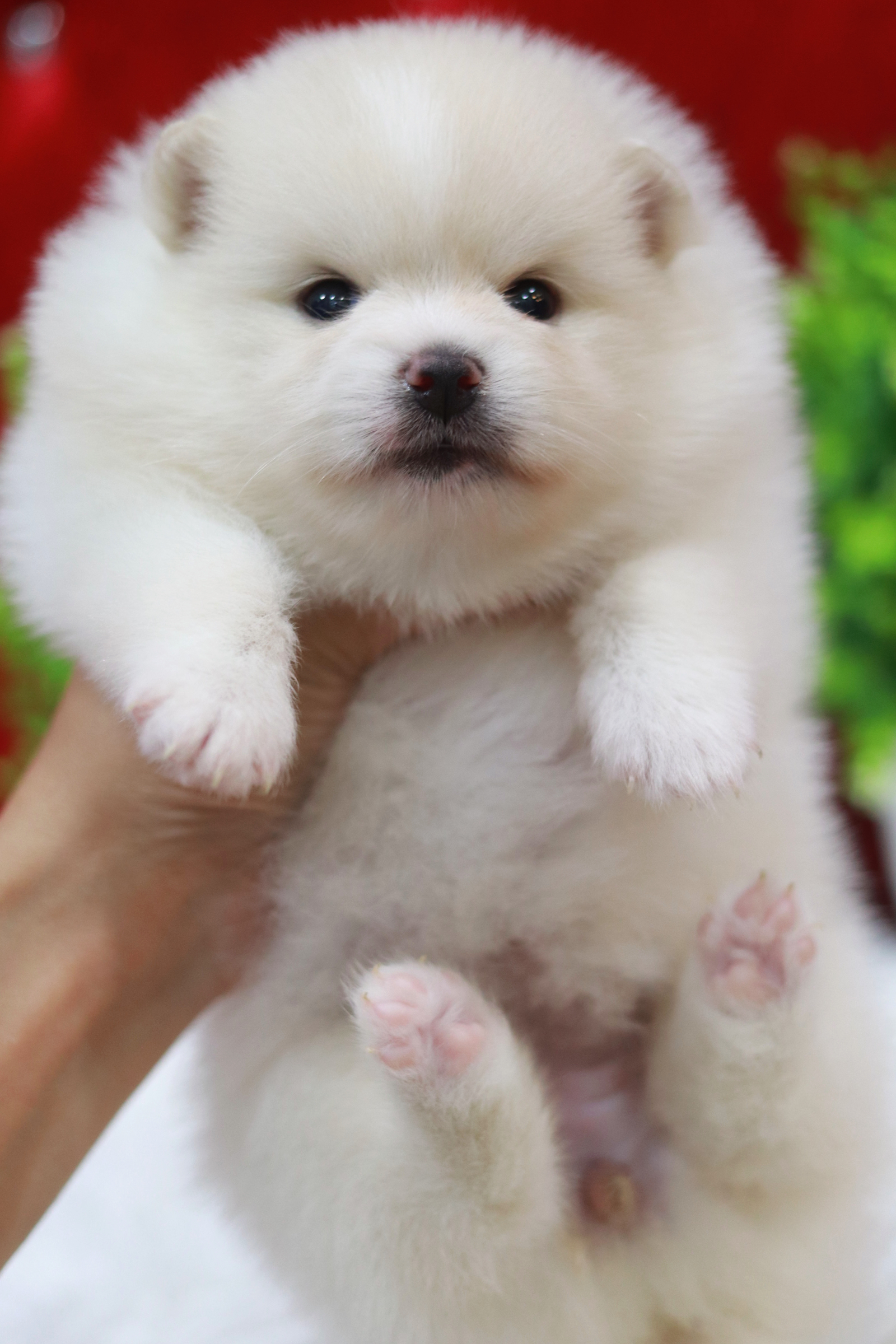 ปอมเมอเรเนียน เพศเมีย สีขาวครีม