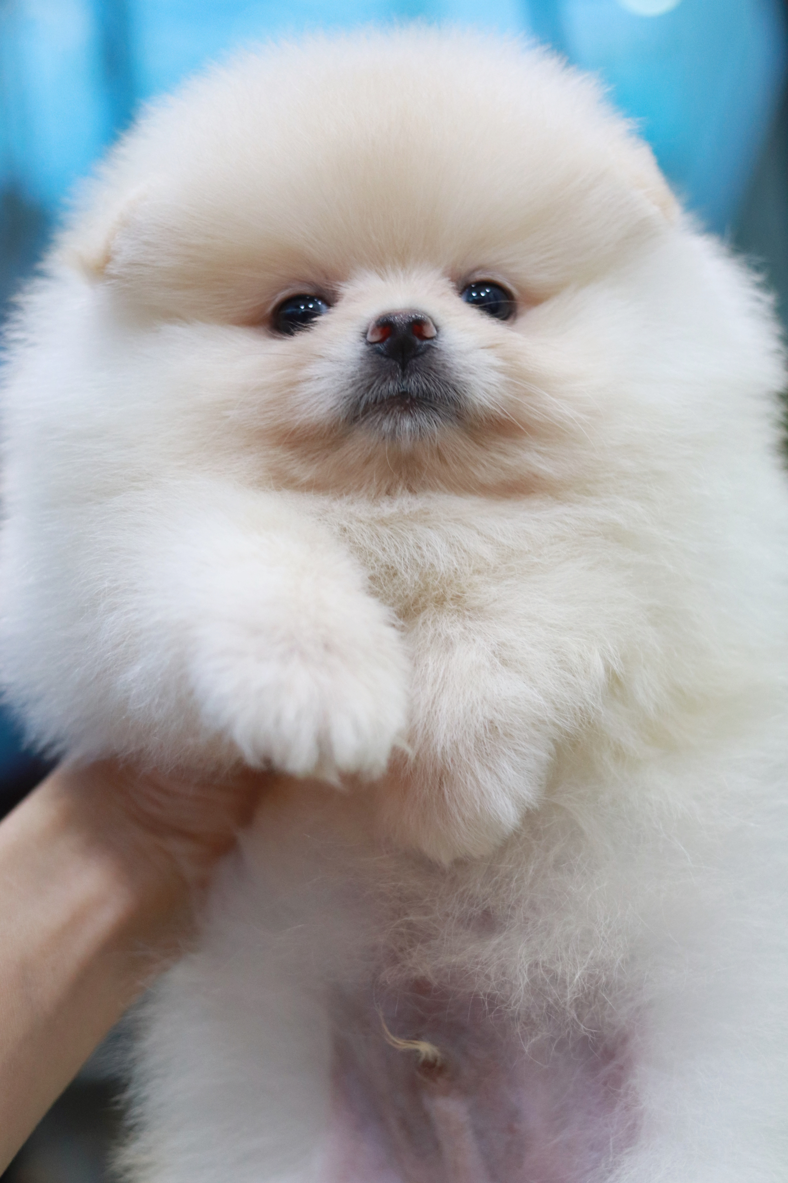 ปอมเมอเรเนียน เพศผู้สีขาวครีม