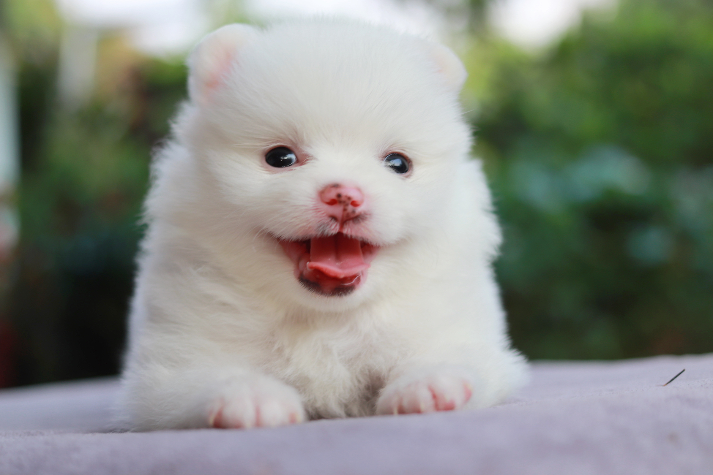 ปอมเมอเรเนียน เพศผู้ขาว หน้าธรรมดา