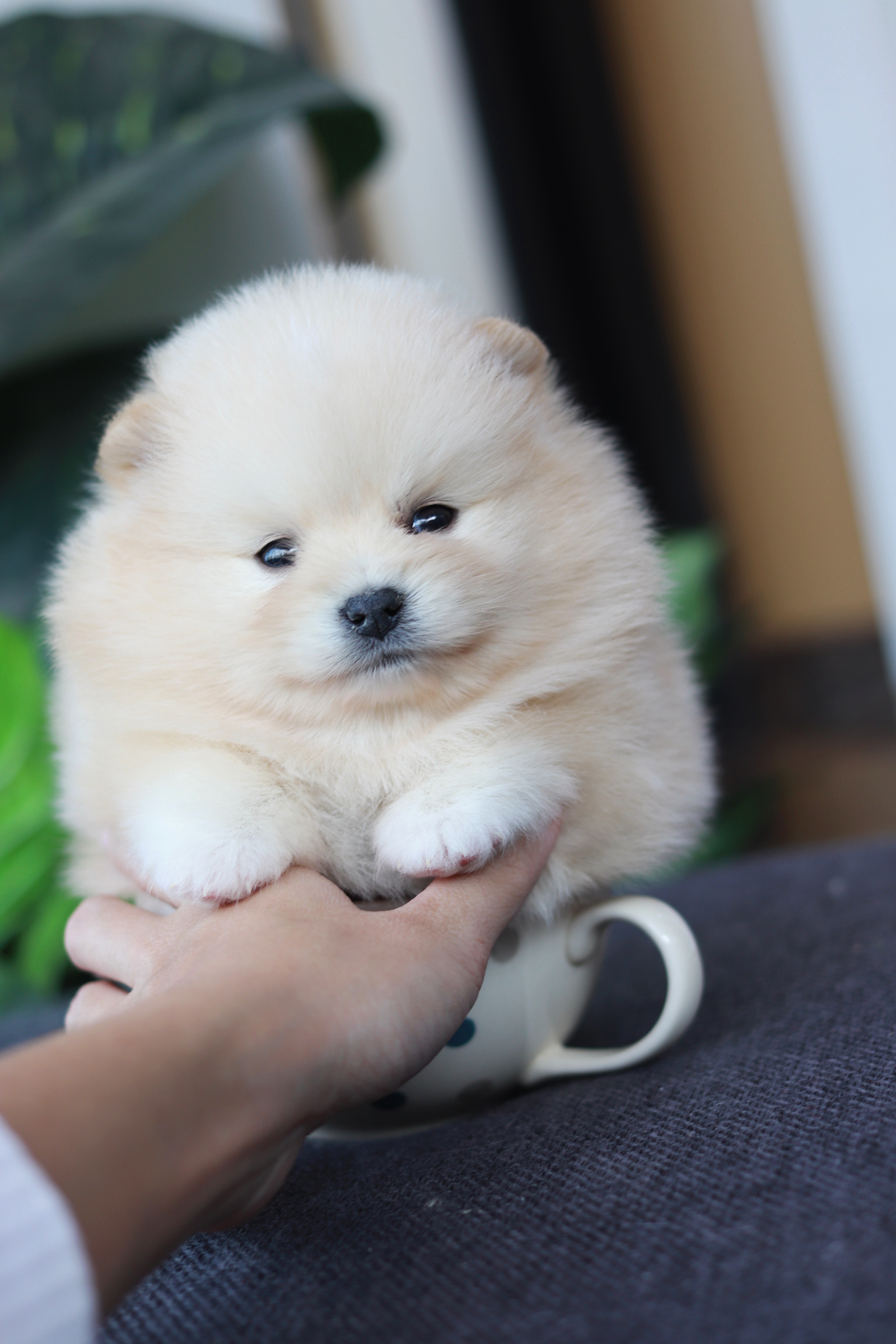 ปอมเมอเรเนียน เพศผู้