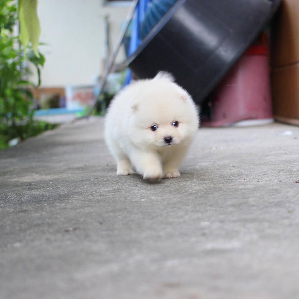 ปอมเมอเรเนียน เพศผู้