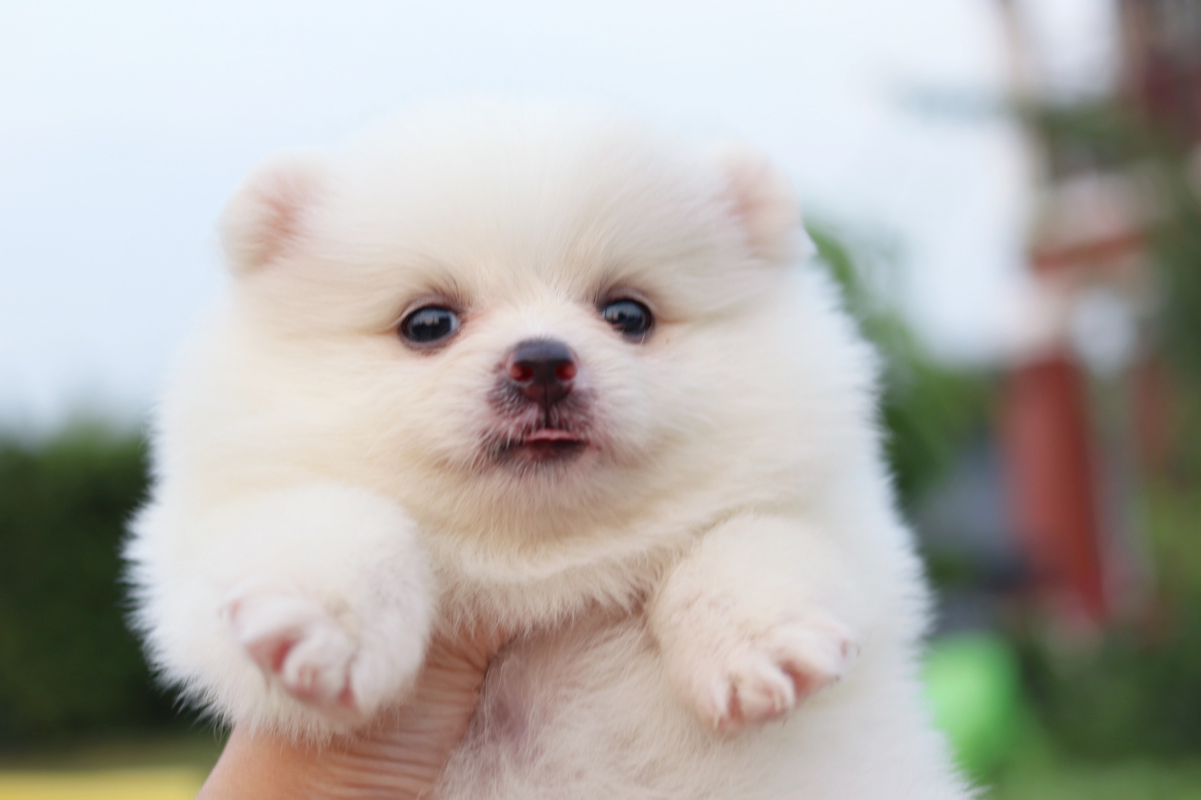 ปอมเมอเรเนียน เพศเมียสีขาว