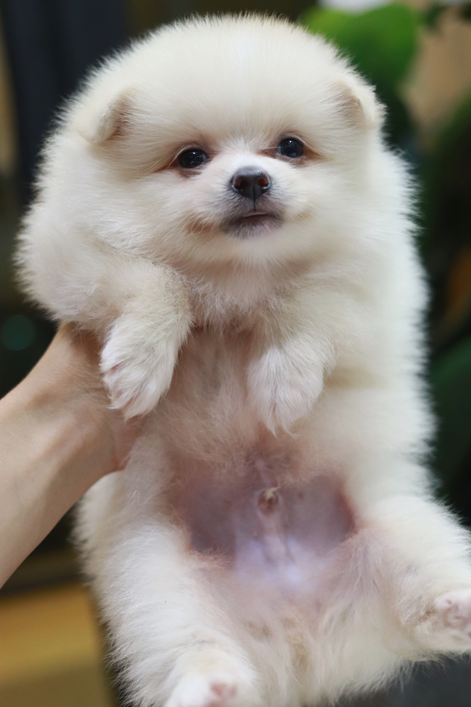 ปอมเมอเรเนียน เพศผู้ เกรดเลี้ยงเล่นหน้าฟ็อก ขาวครีม