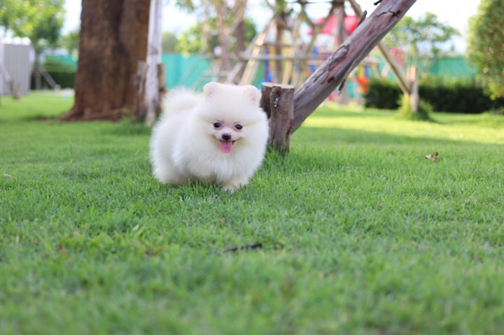 ปอมเมอเรเนียน เพศเมีย