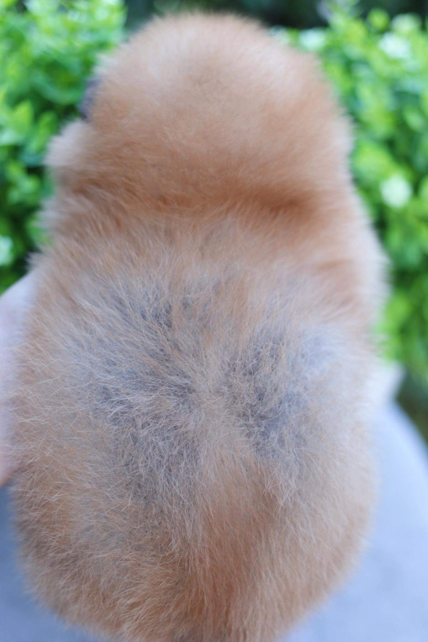 ปอมเมอเรเนียน เพศเมีย