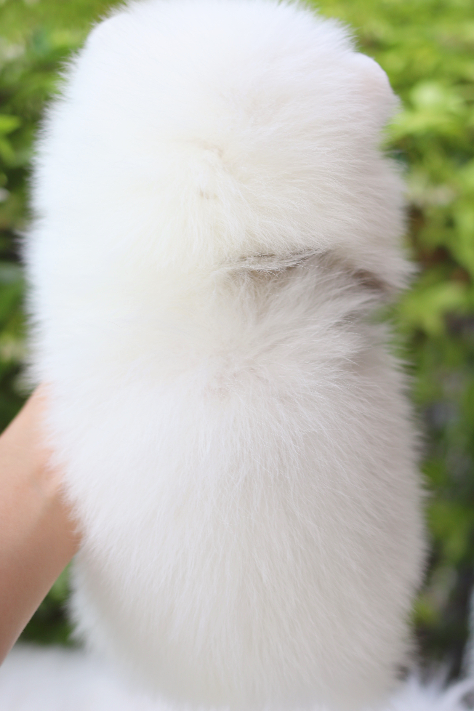 ปอมเมอเรเนียน เพศผู้ สีแฟนซี