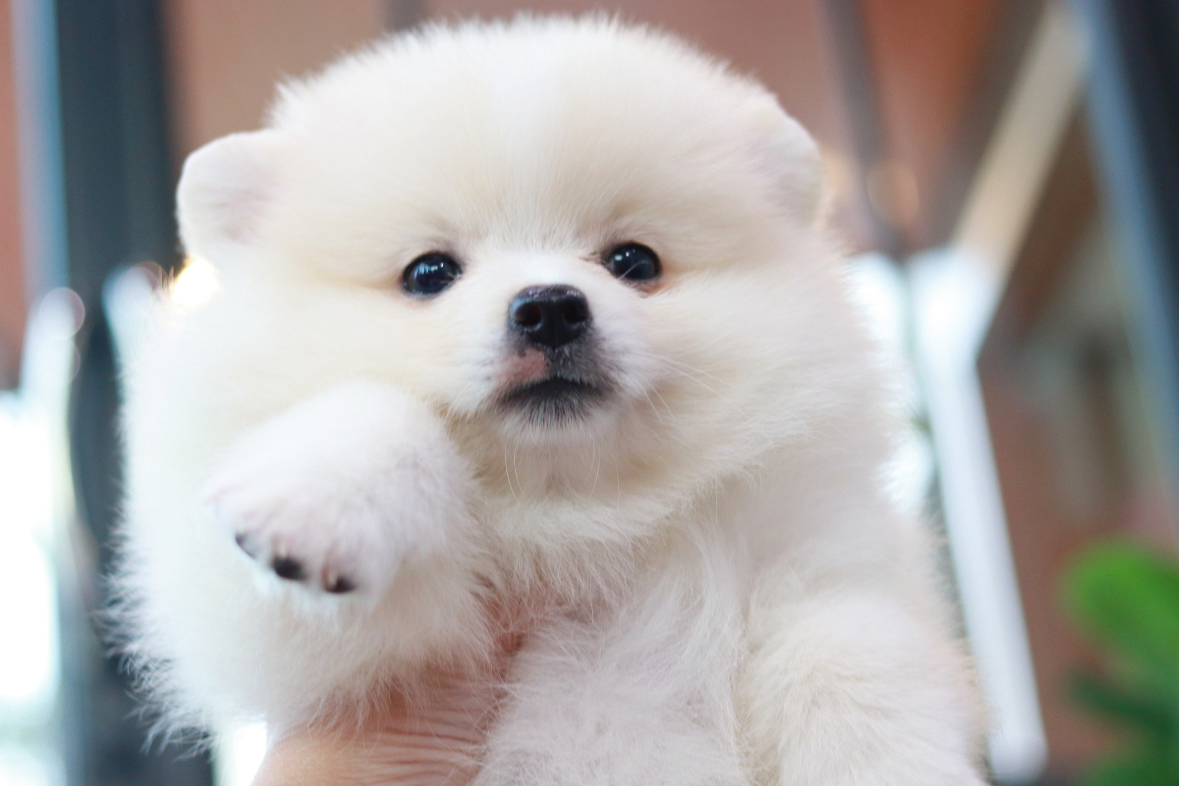 ปอมเมอเรเนียน เพศเมียสีขาวครีมไซส์ปกติ