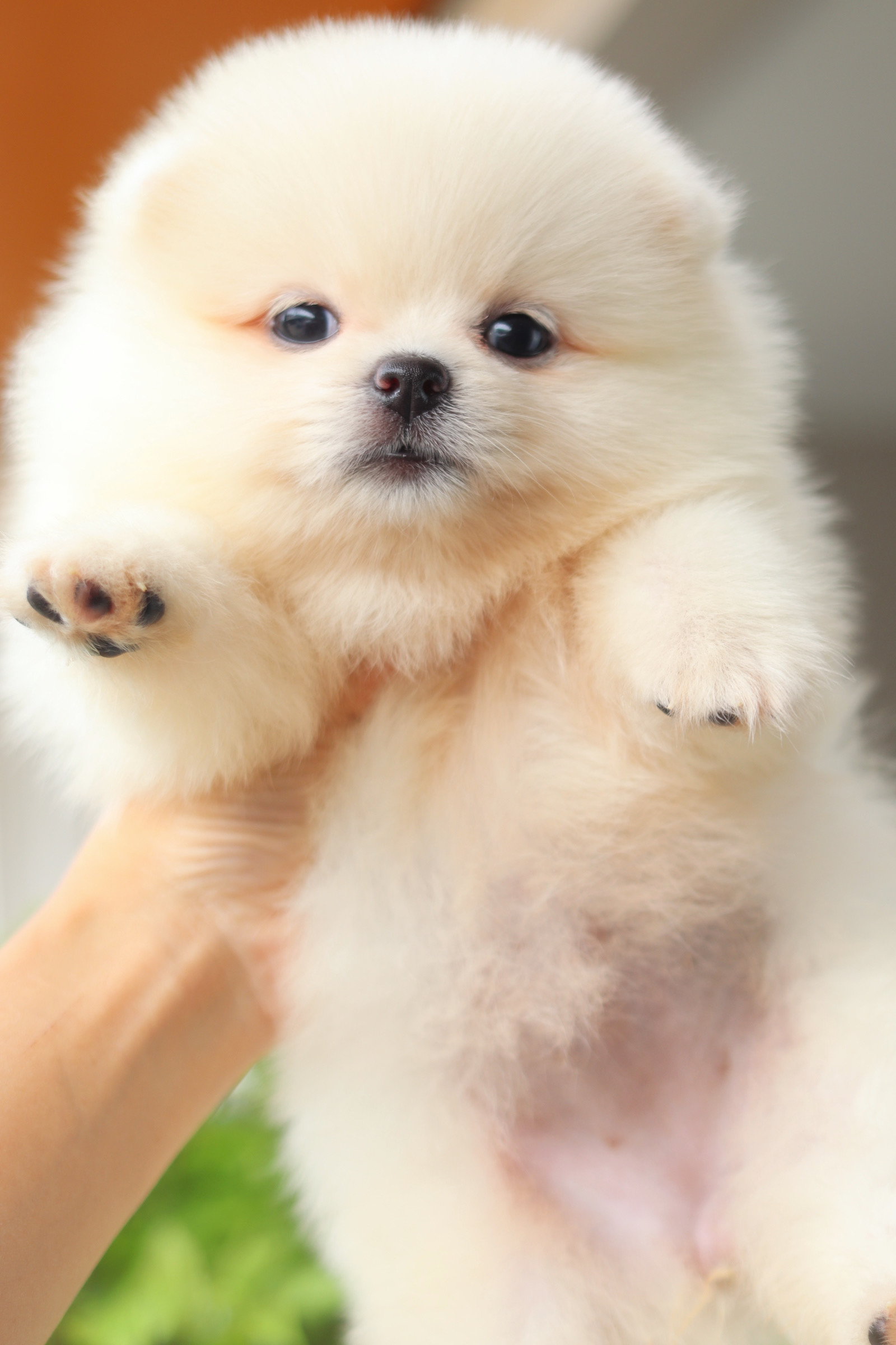 ปอมเมอเรเนียน เพศเมียสีขาวครีม