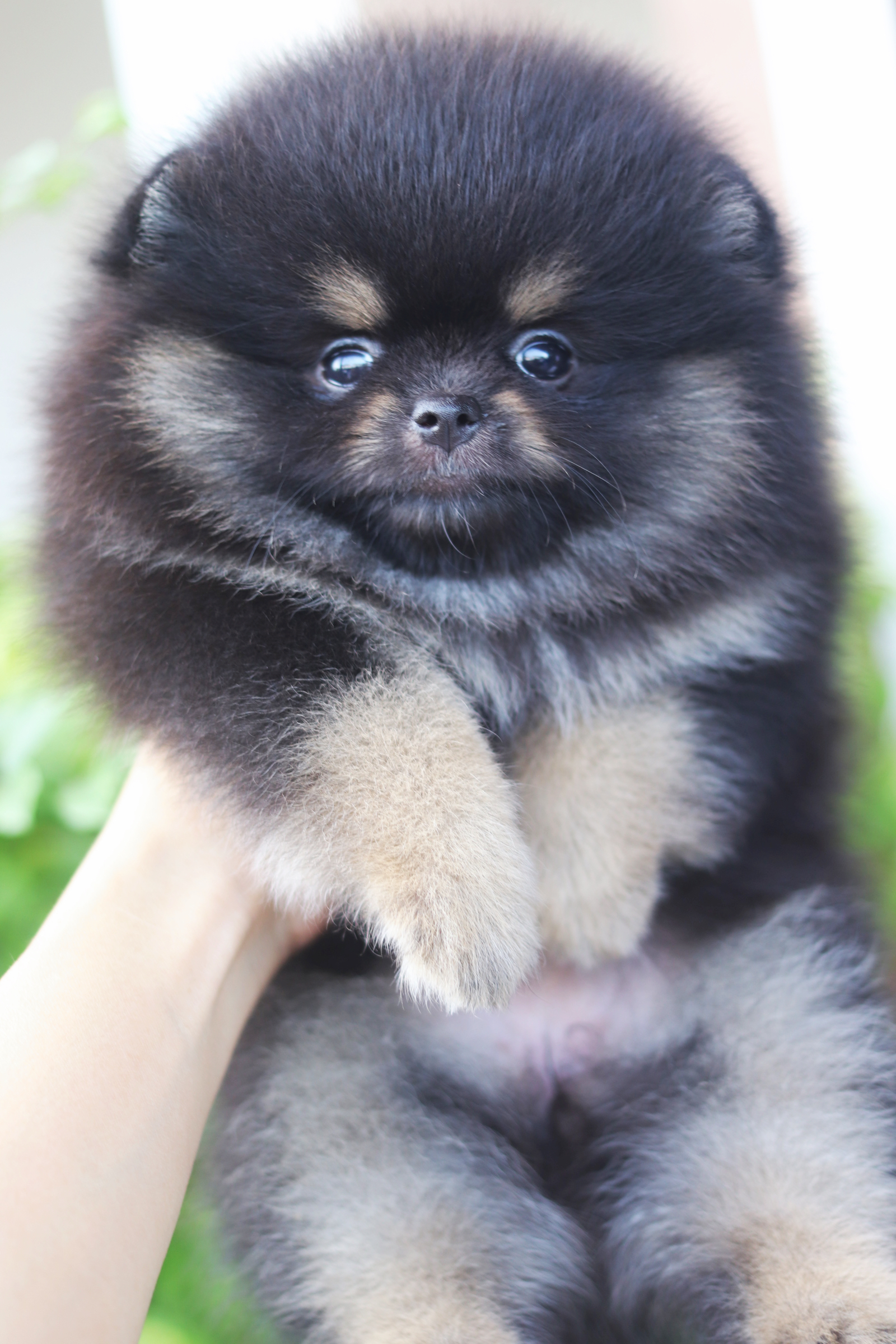 ปอมเมอเรเนียน เพศเมียสีแบล็คแทน