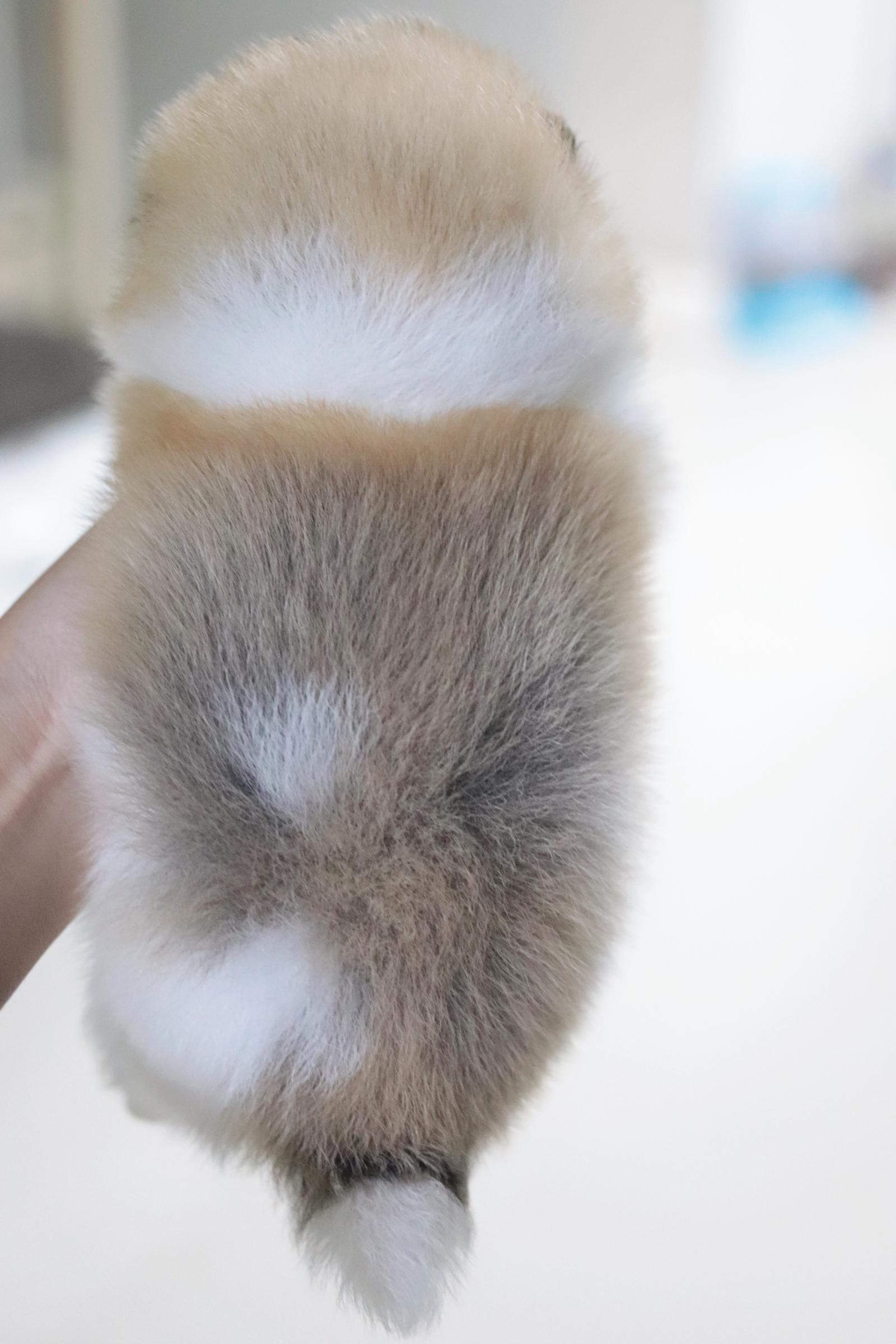 ปอมเมอเรเนียน เพศผู้ แฟนซีทีคัพ