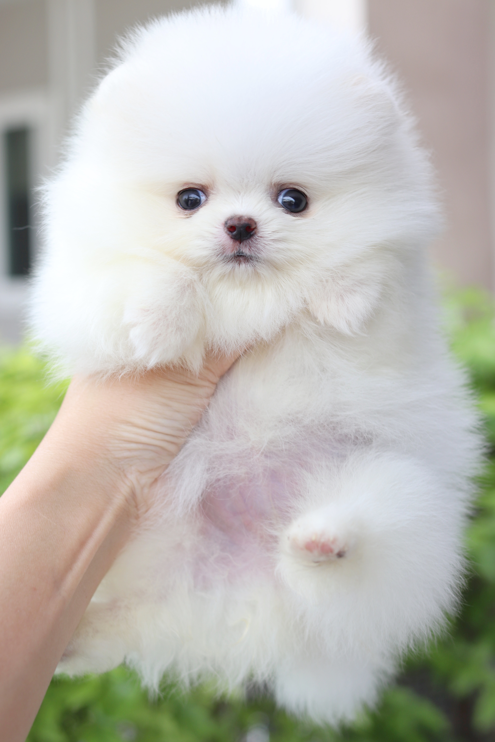 ปอมเมอเรเนียน เพศเมียสีขาวเกรดโชว์