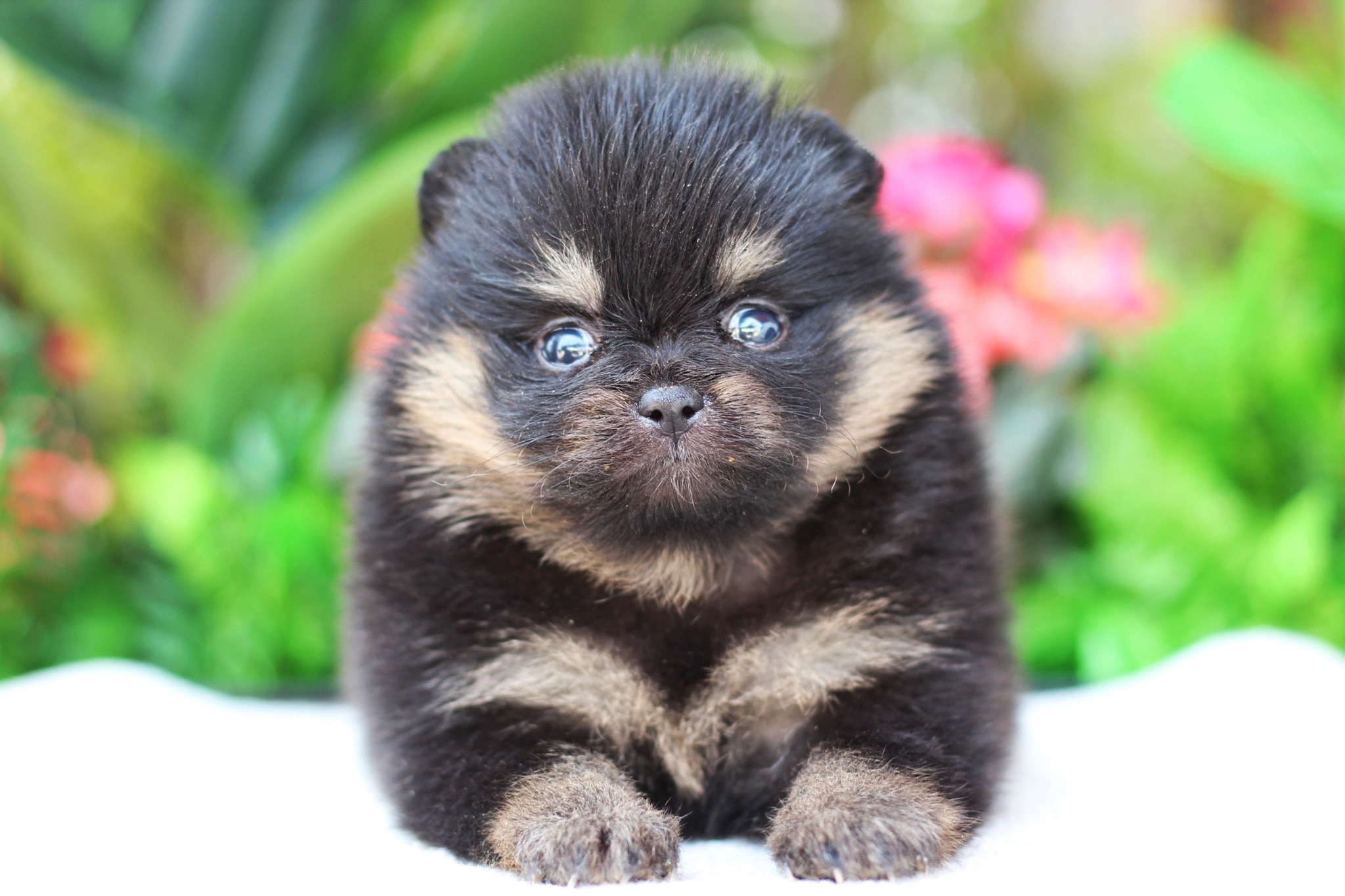 ปอมเมอเรเนียน เพศเมีย แบล็คแทน