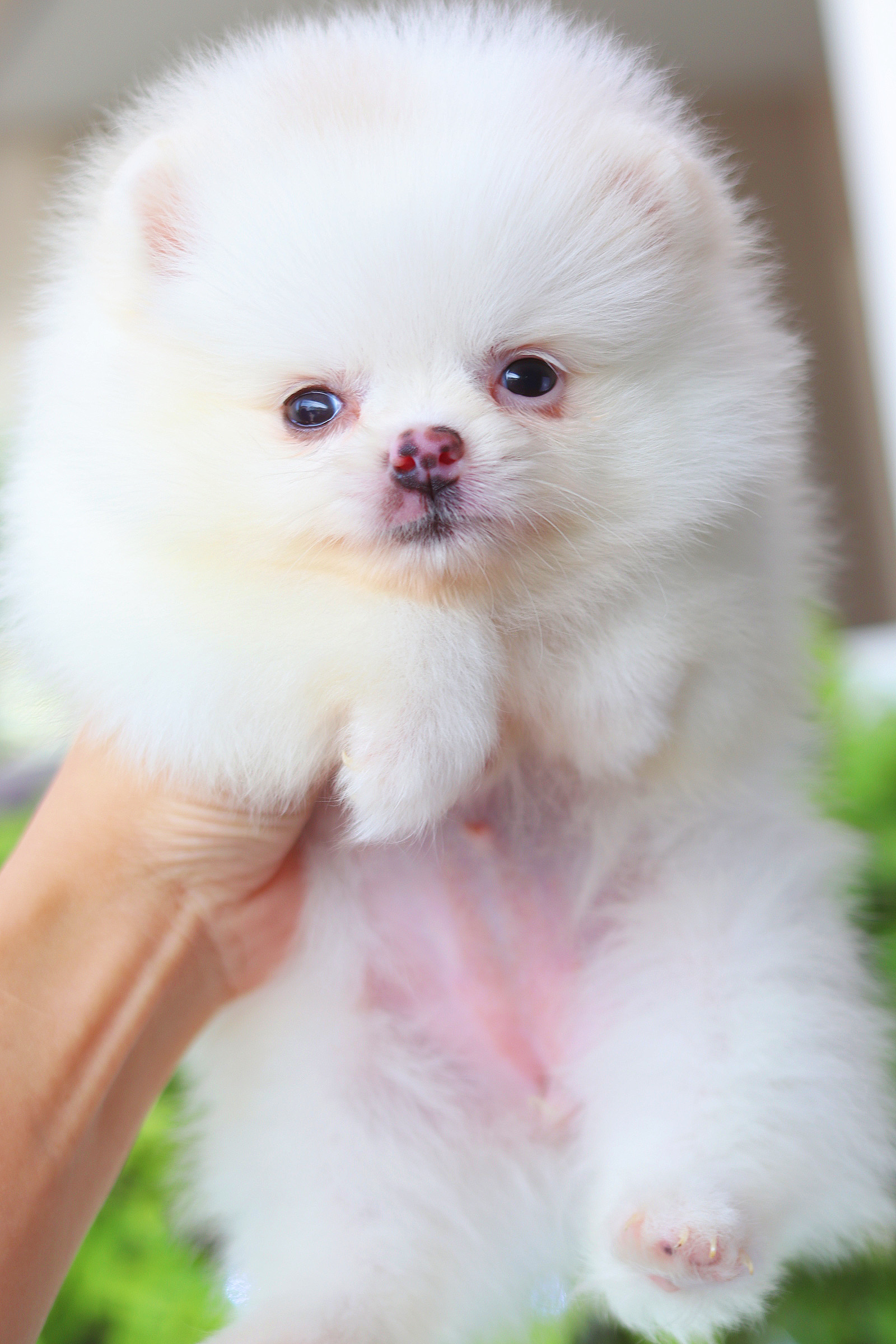 ปอมเมอเรเนียน เพศเมียสีขาวครีม