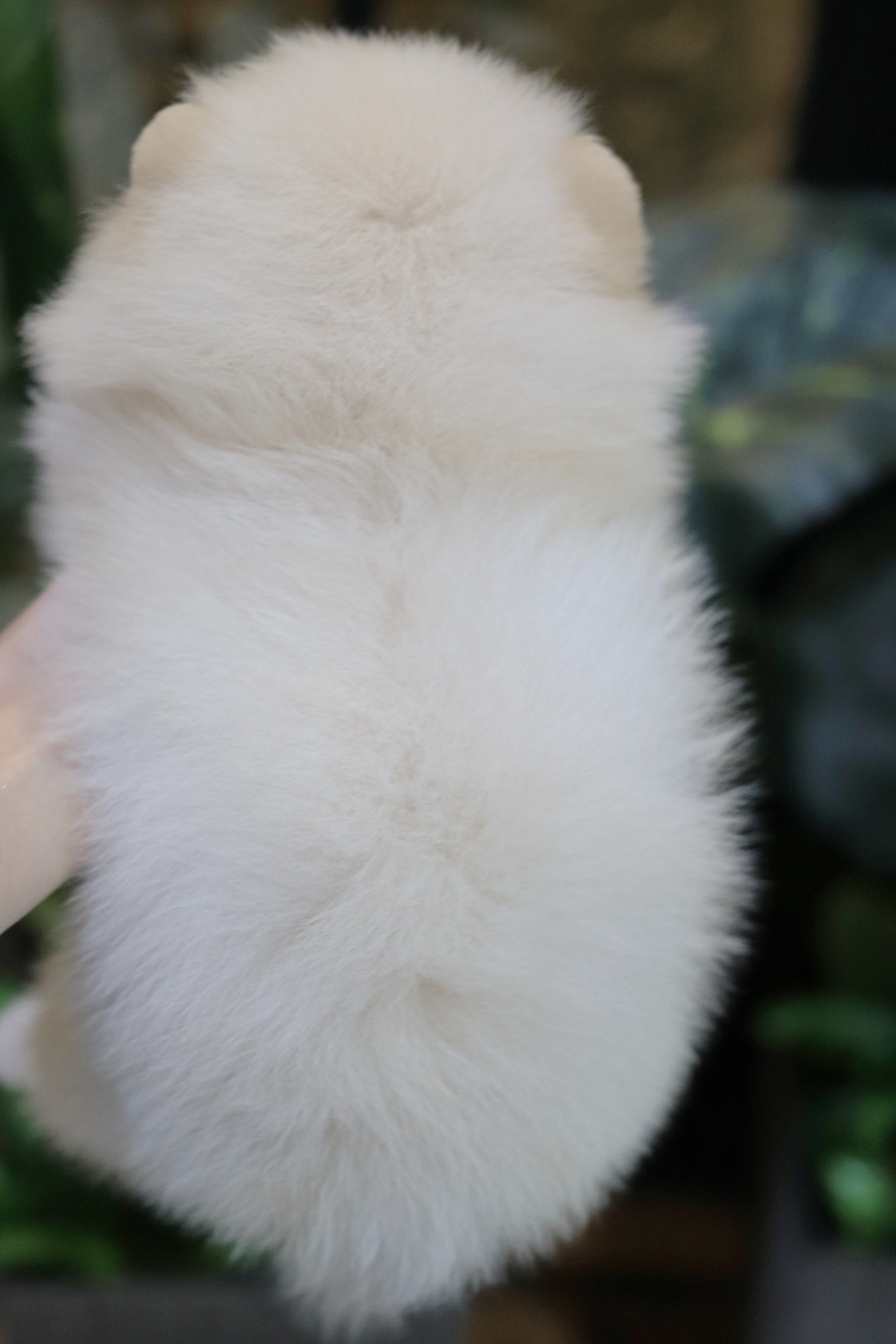 ปอมเมอเรเนียน เพศเมียเกรดโชว์