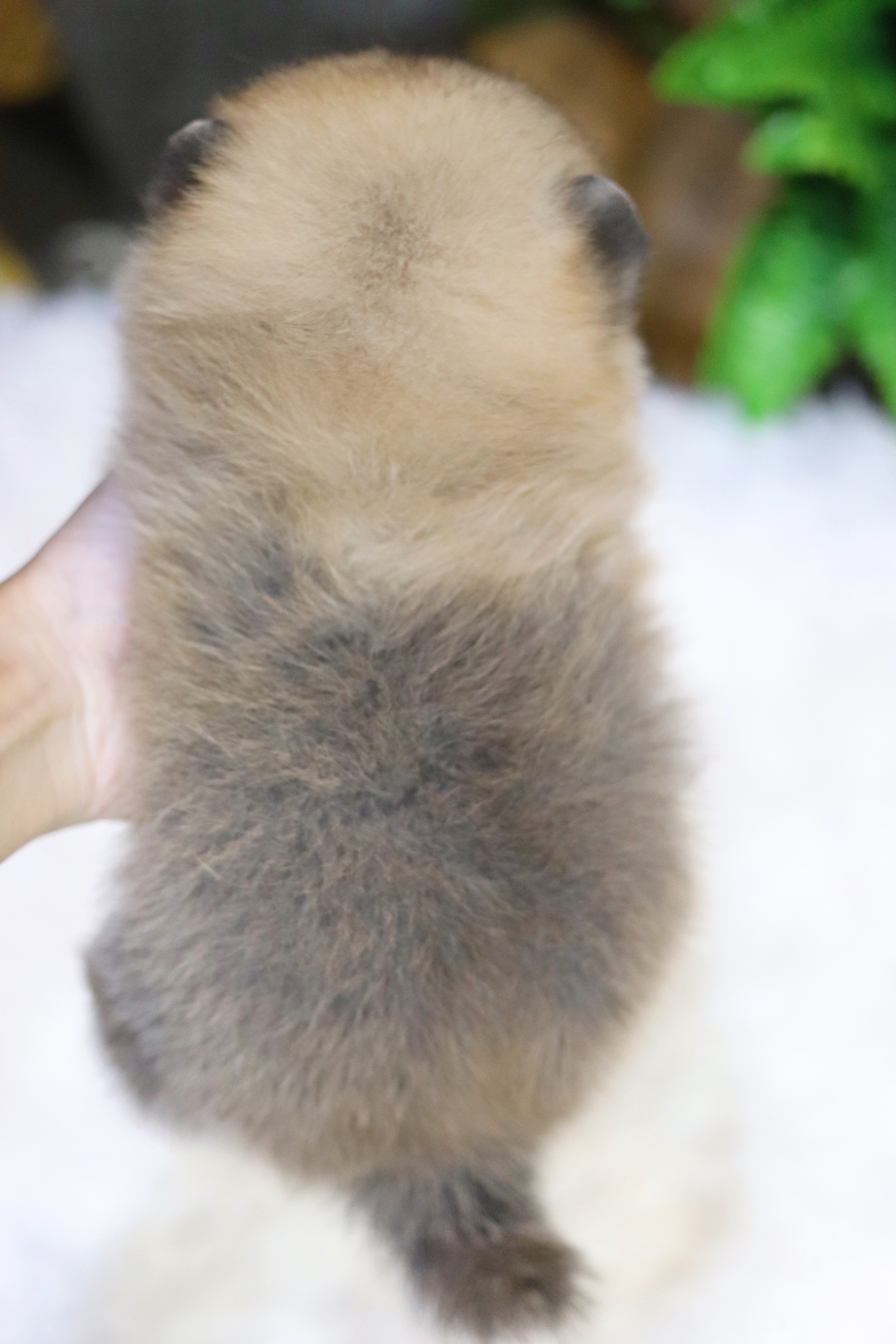 ปอมเมอเรเนียน เพศผู้ สีส้ม