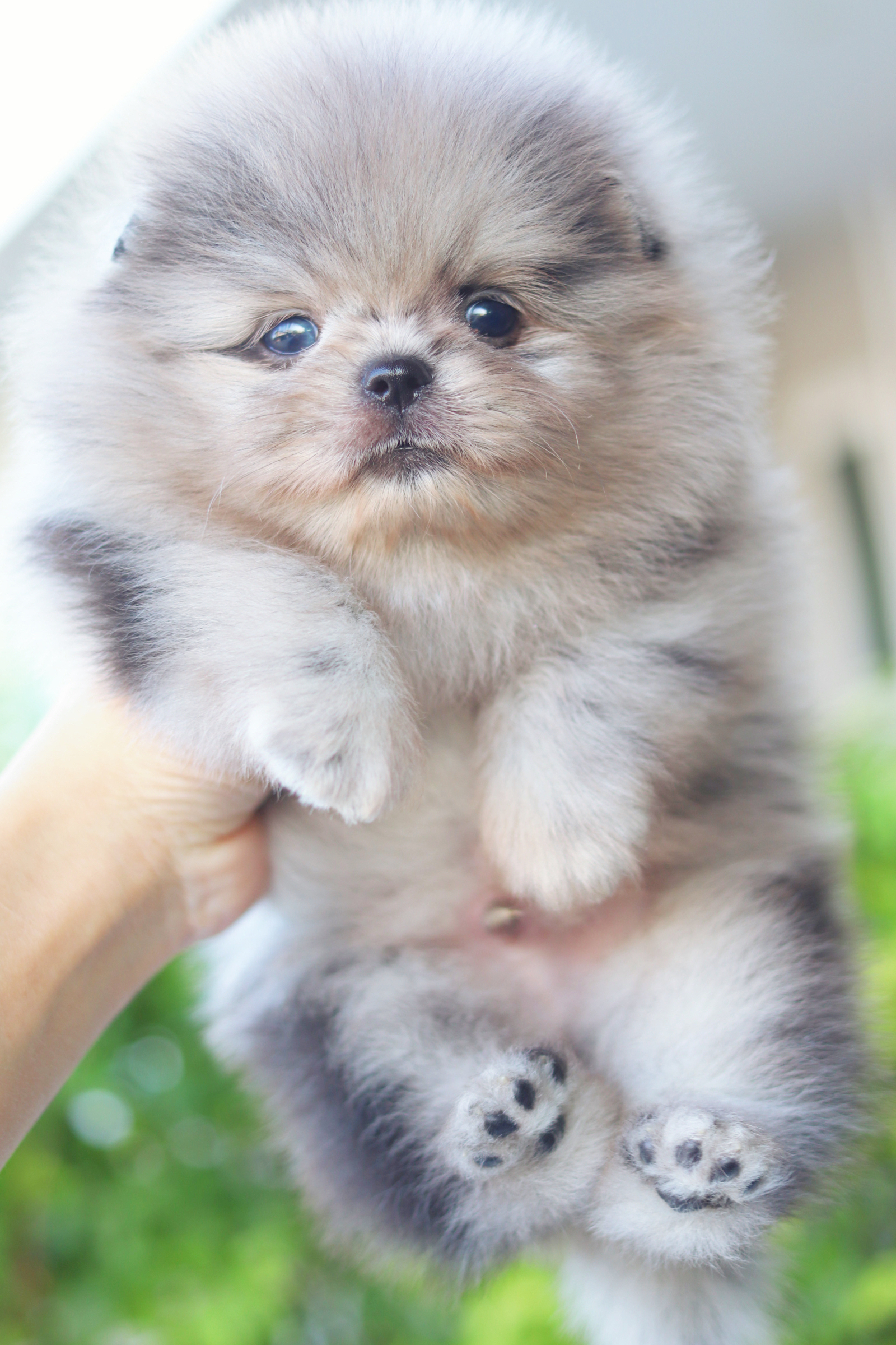 ปอมเมอเรเนียน เพศผู้ สีเมอร์เร่ เกรดโชว์