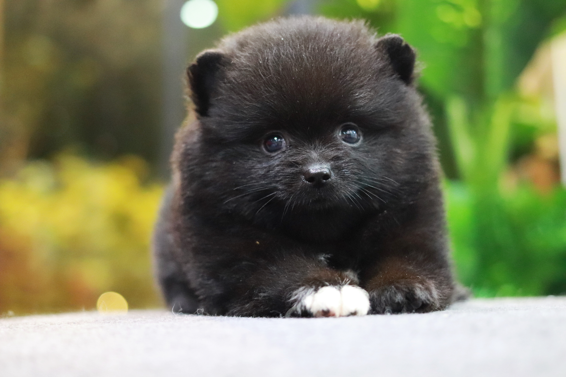 ปอมเมอเรเนียน เพศเมีย