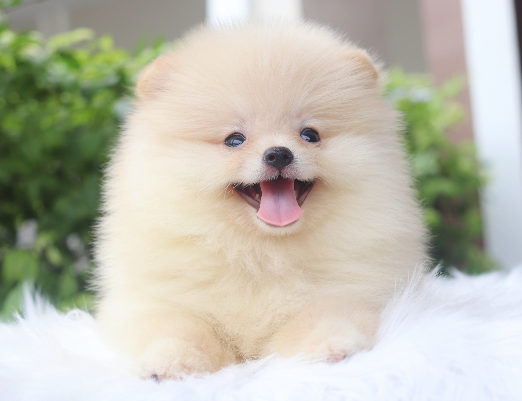 ปอมเมอเรเนียน เพศผู้สีครีม