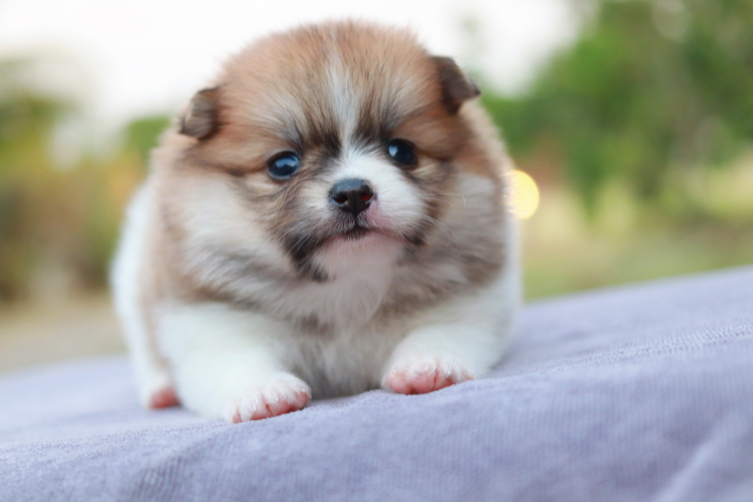 ปอมเมอเรเนียน เพศเมียแฟนซี