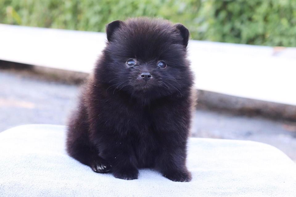 ปอมเมอเรเนียน เพศผู้