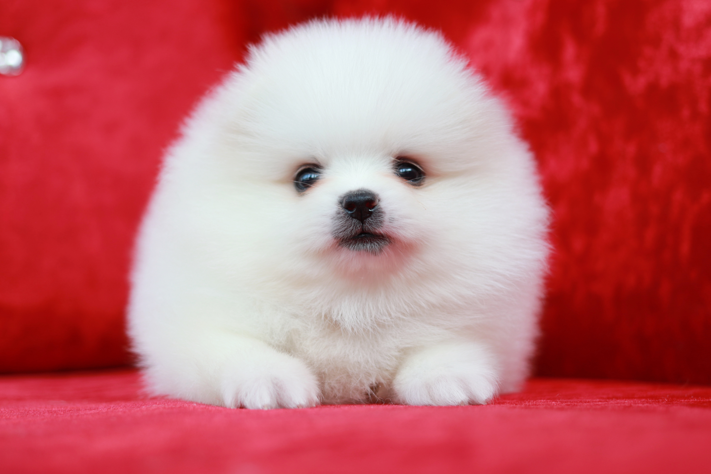 ปอมเมอเรเนียน เพศผู้