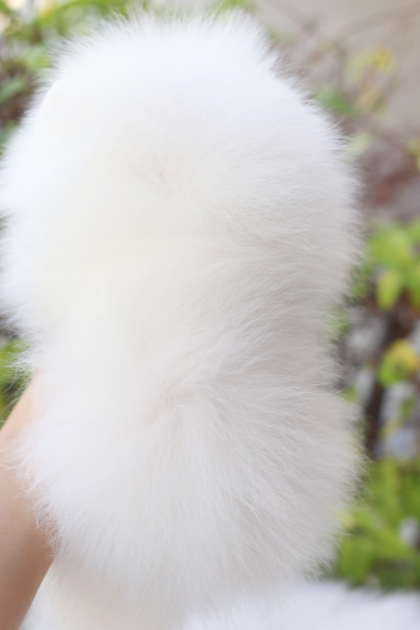 ปอมเมอเรเนียน เพศเมียสีขาวครีมเกรดโชว์