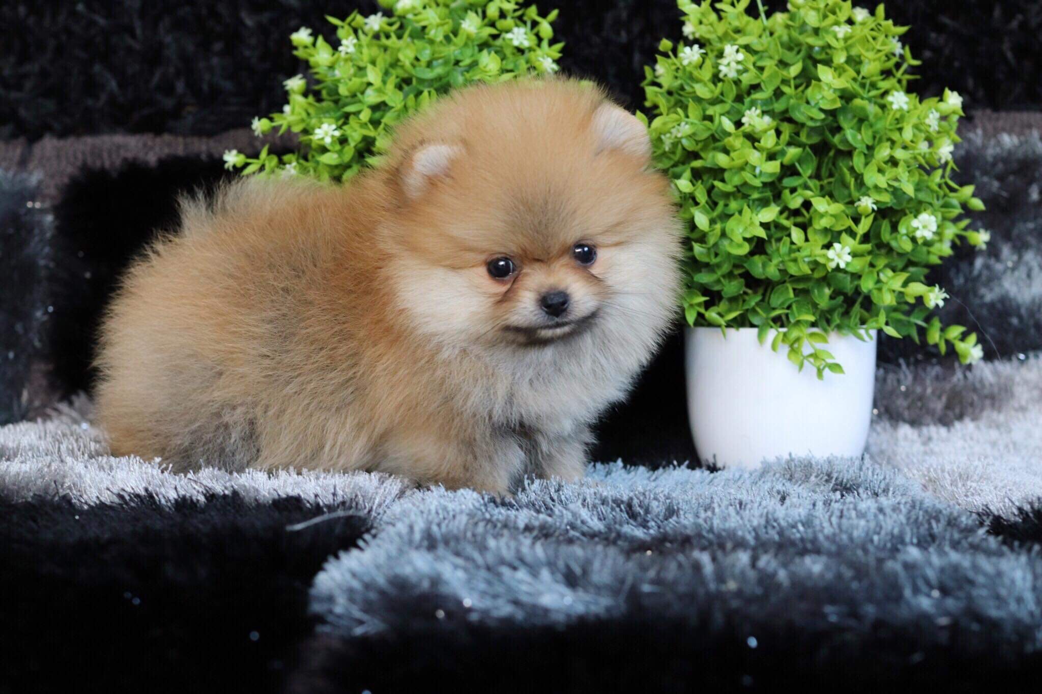 ปอมเมอเรเนียน เพศผู้