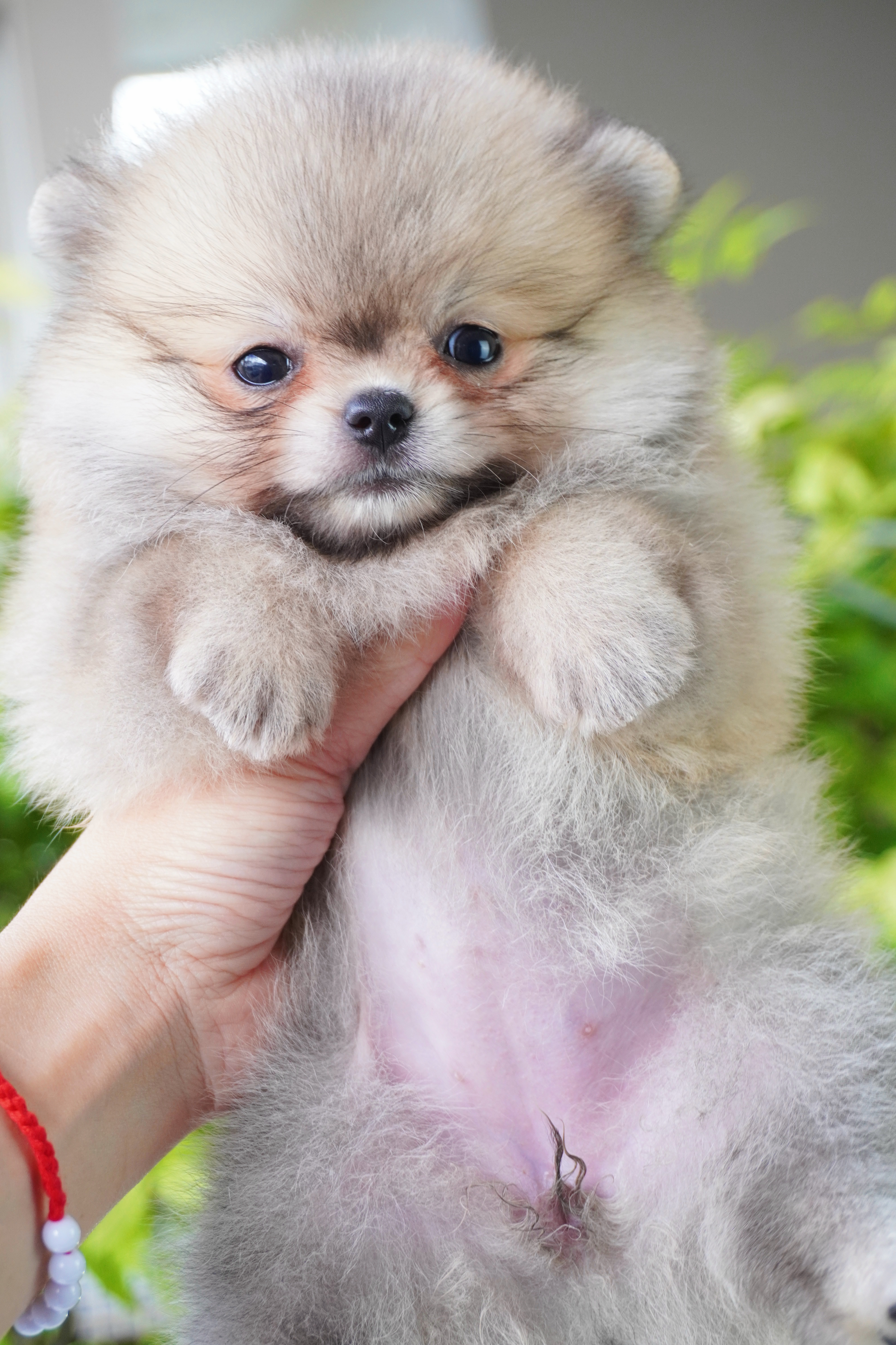 ปอมเมอเรเนียน เพศเมียสีส้ม